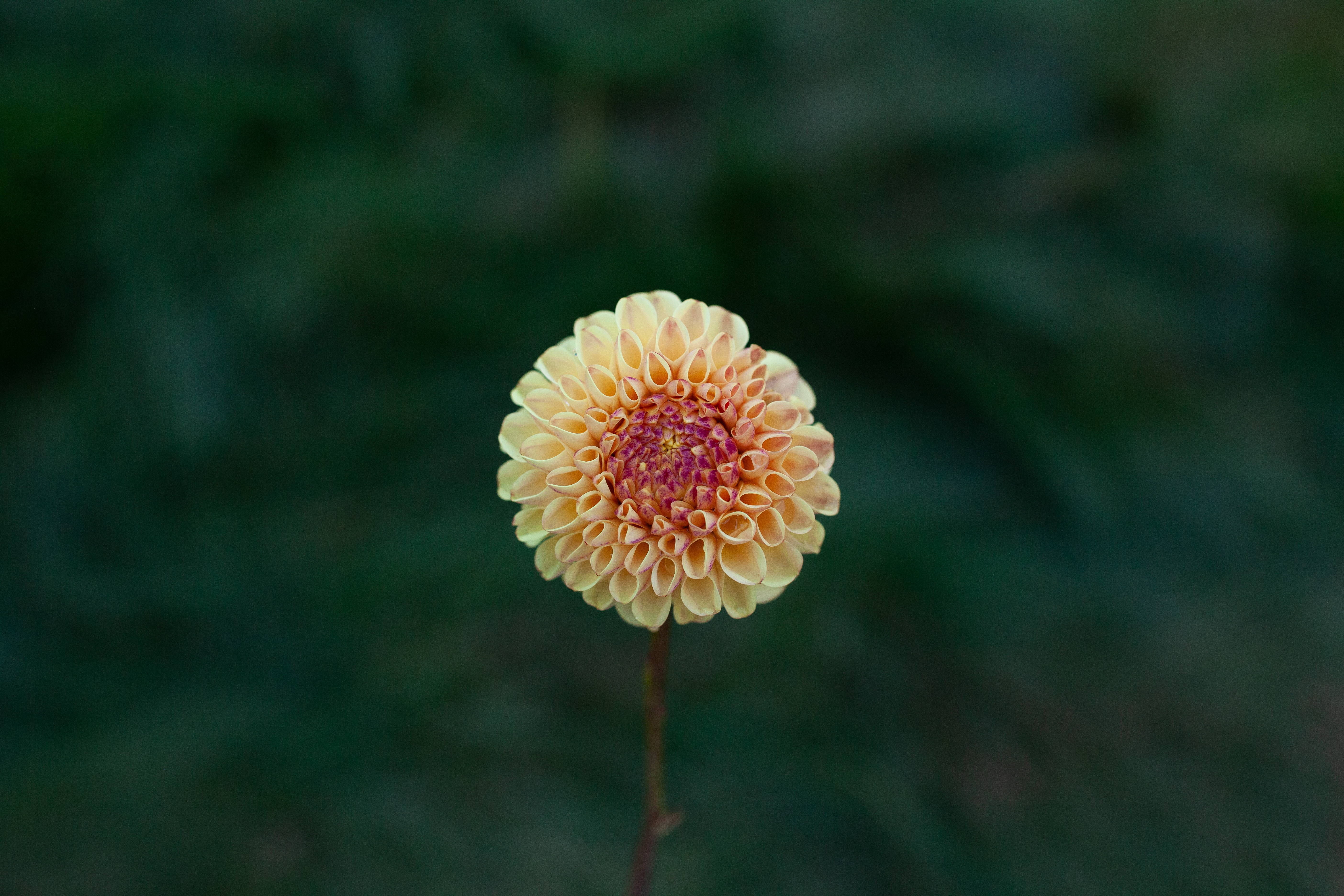 Ferncliff Spice dahlia