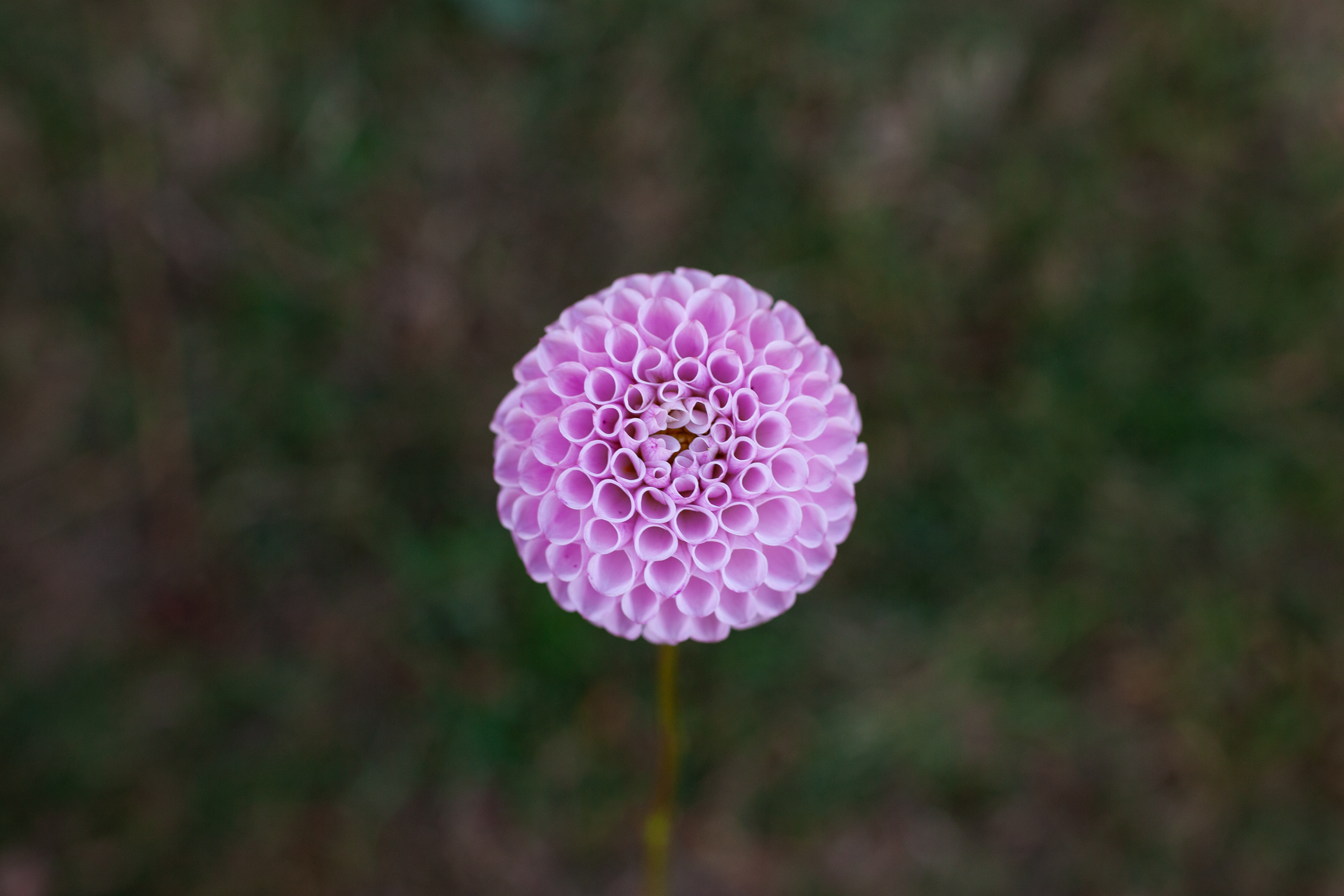 Fifi dahlia