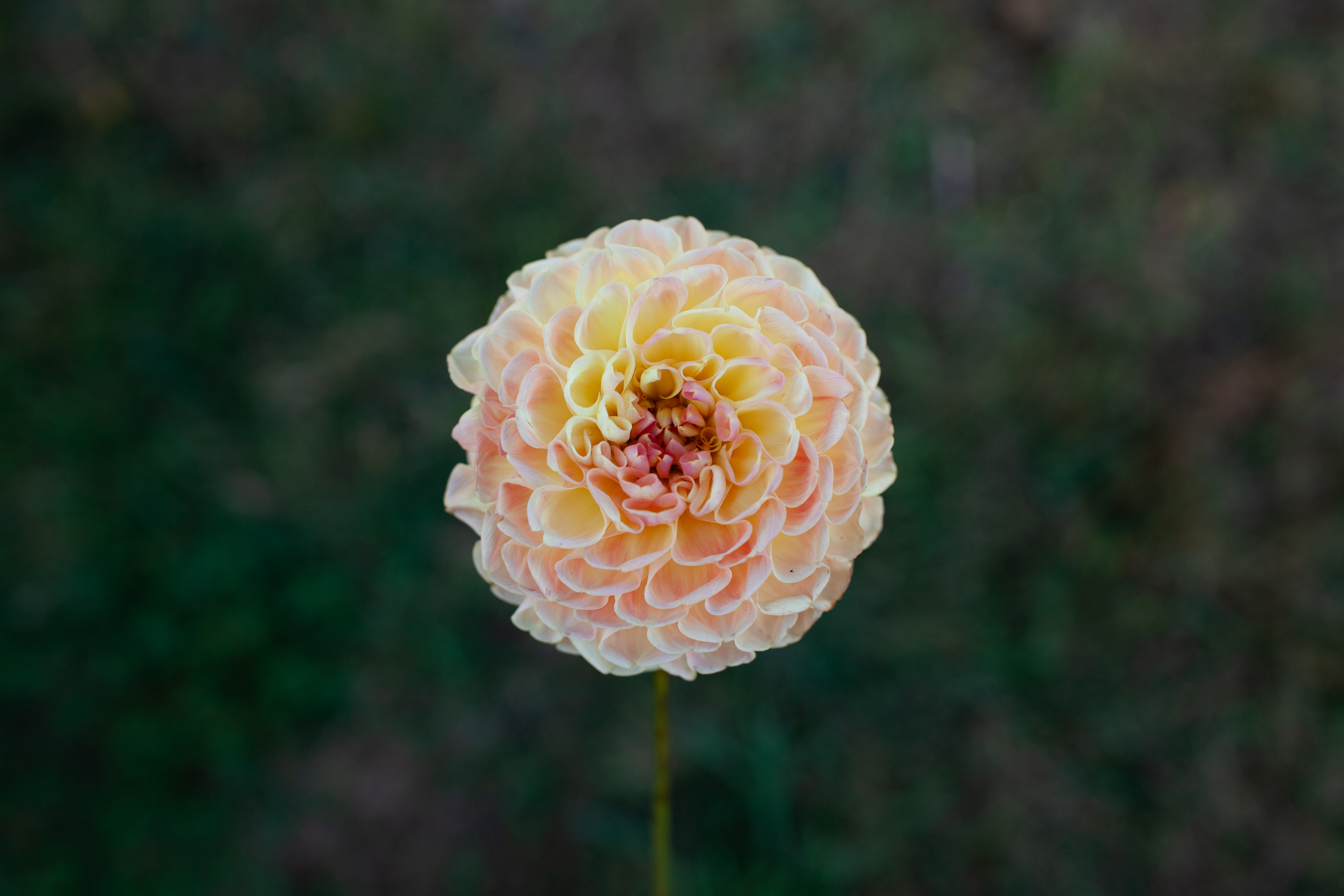Fiona dahlia