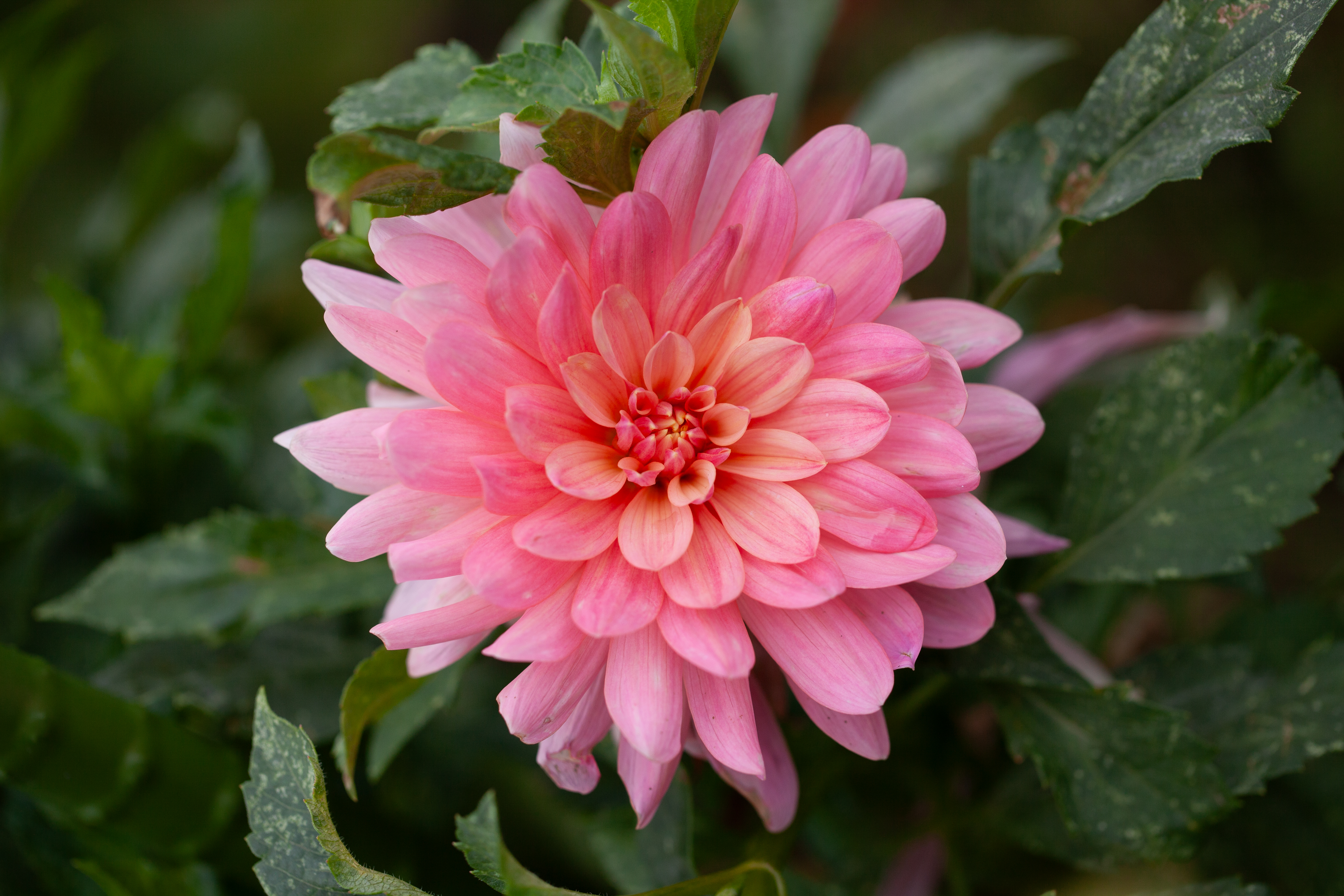 Flamingo dahlia