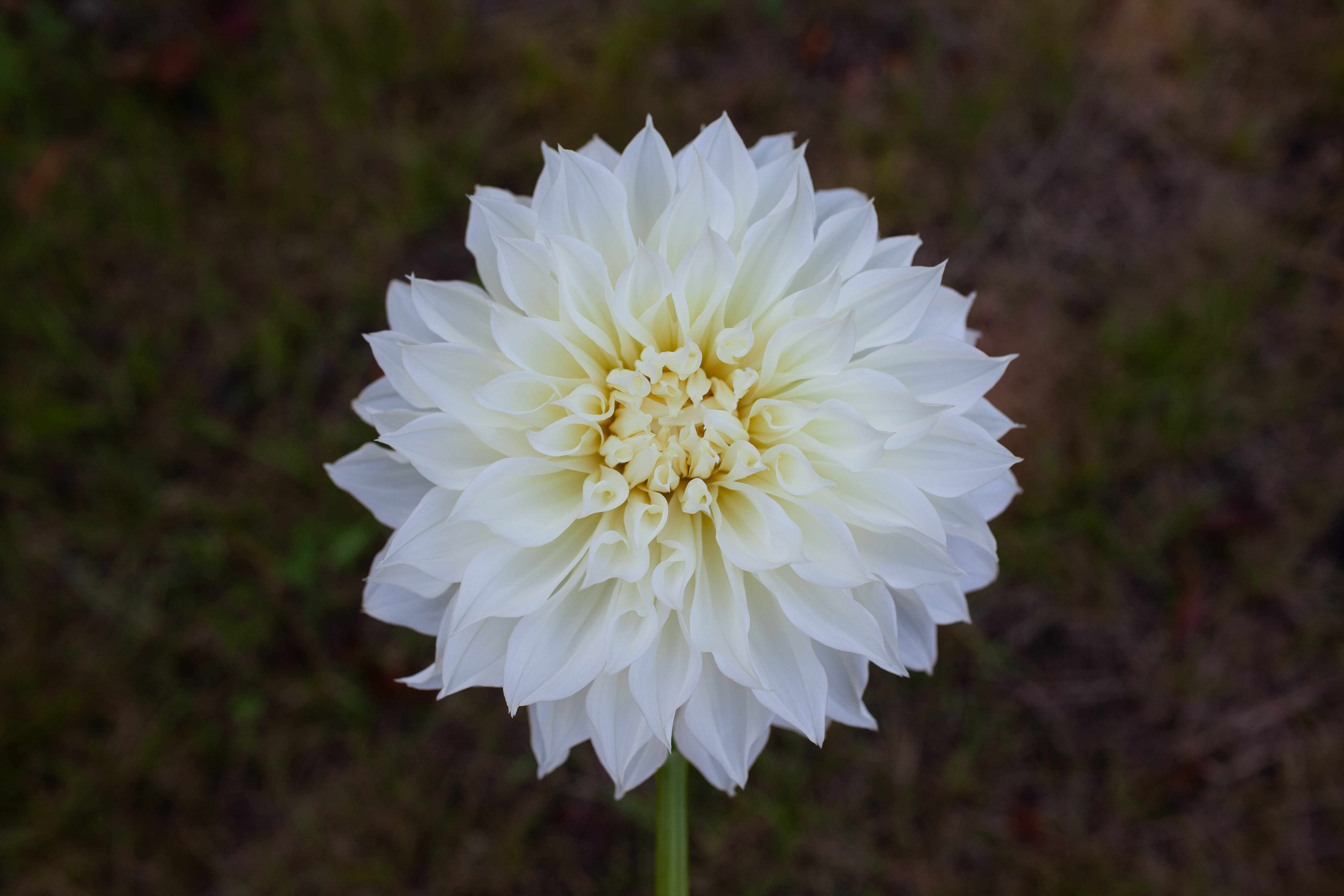 Fleurel dahlia
