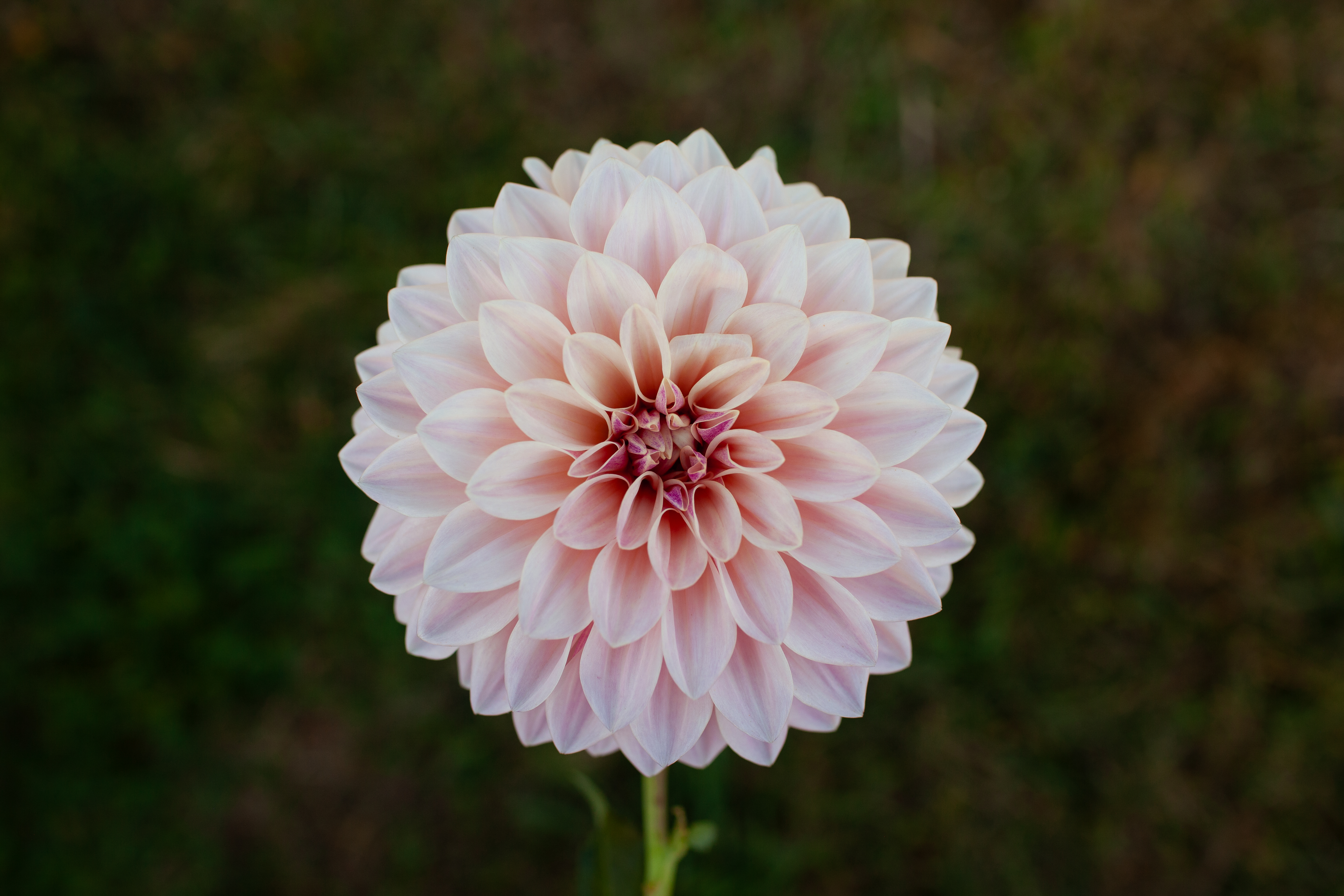 Florelie Antique dahlia