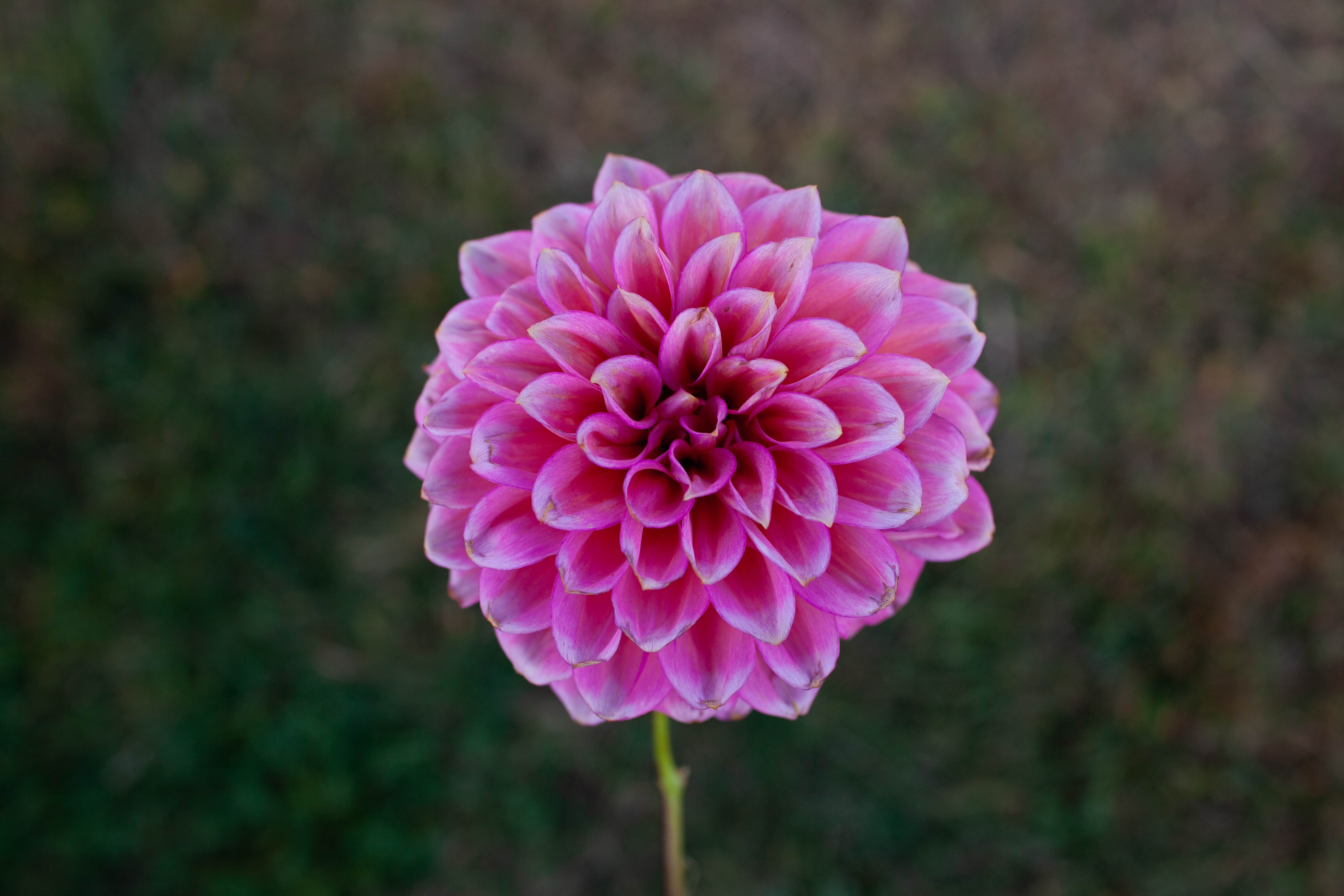 Florelie Guava dahlia