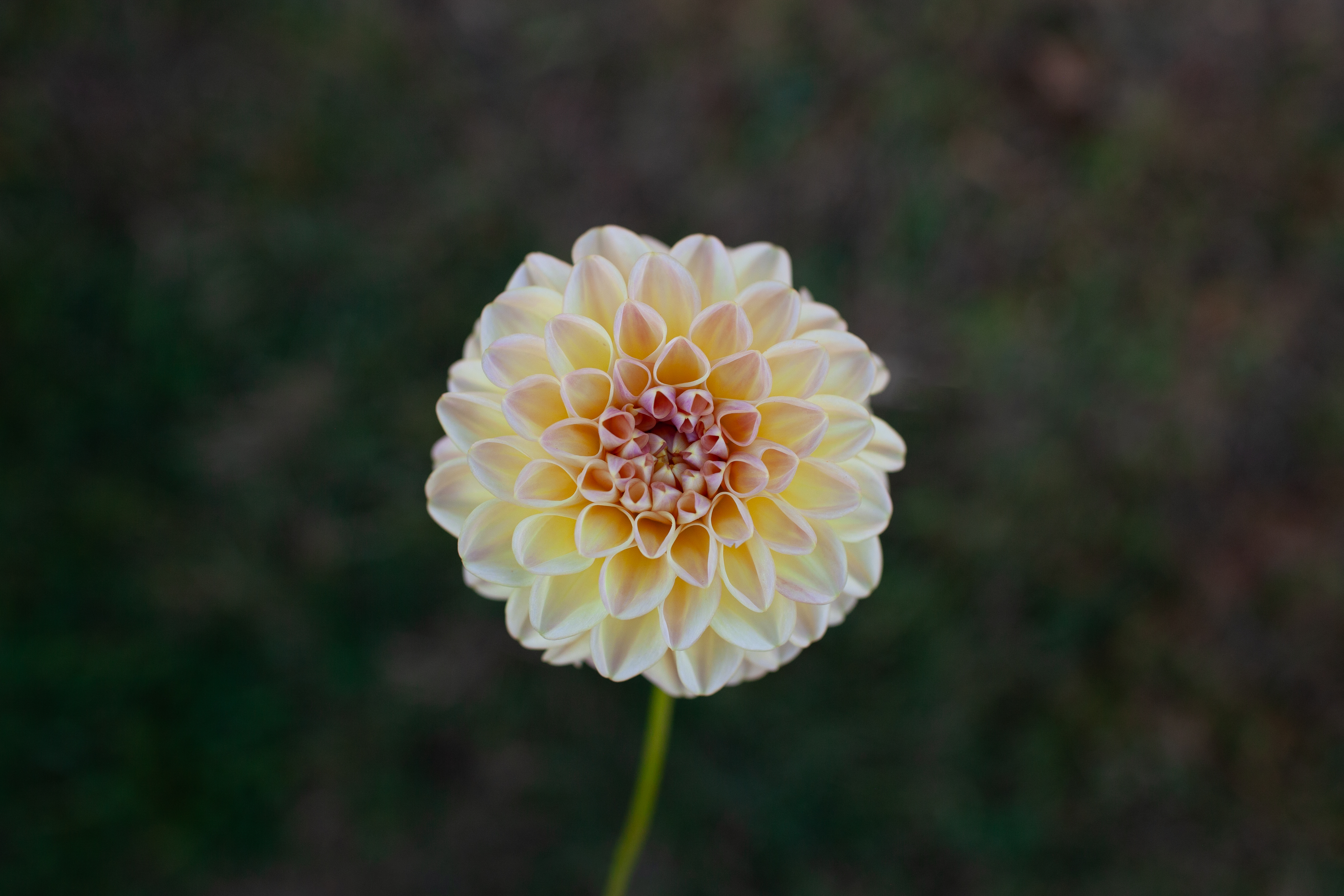 Florelie Kindness dahlia