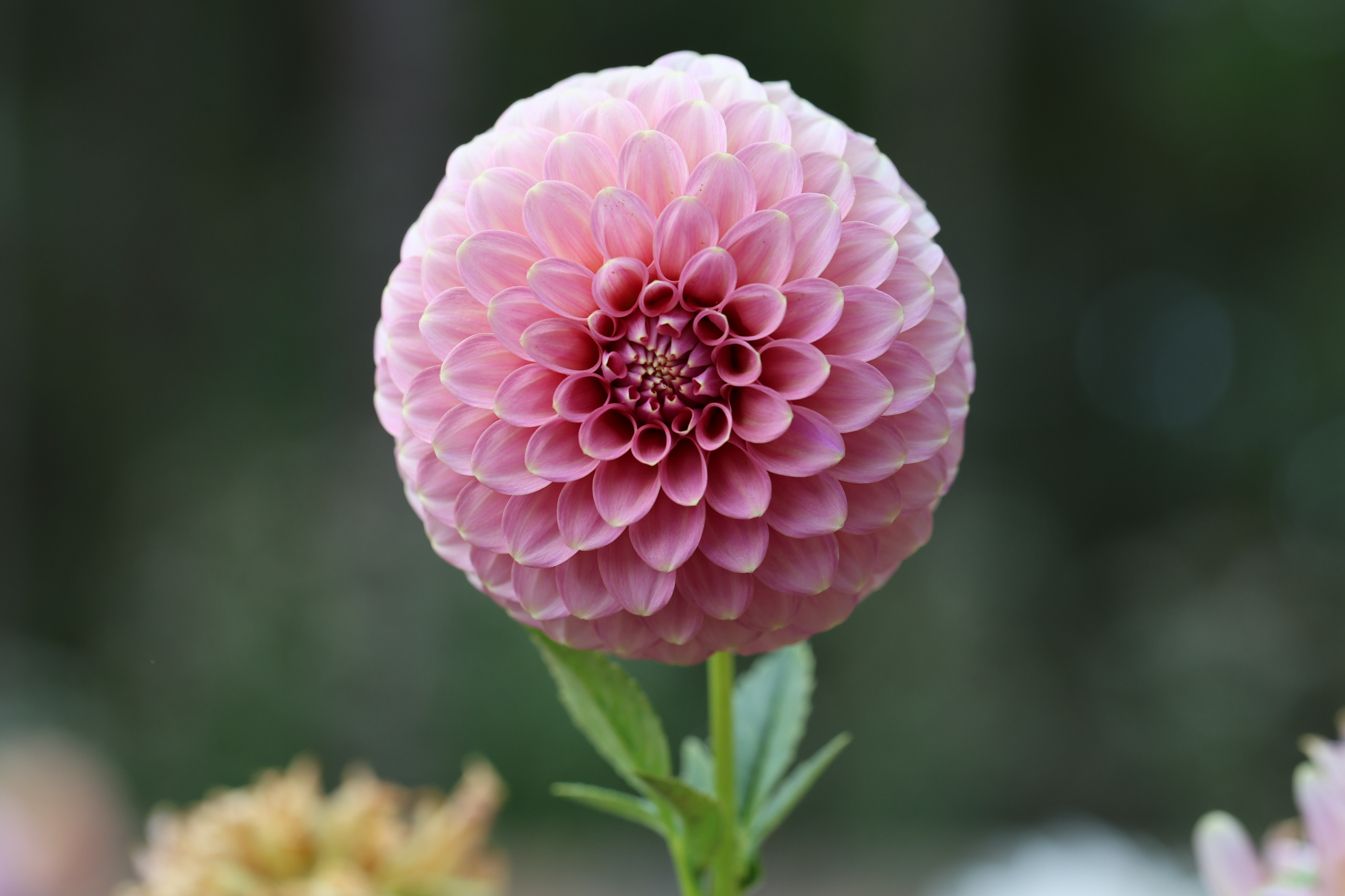 Florelie Oracle dahlia