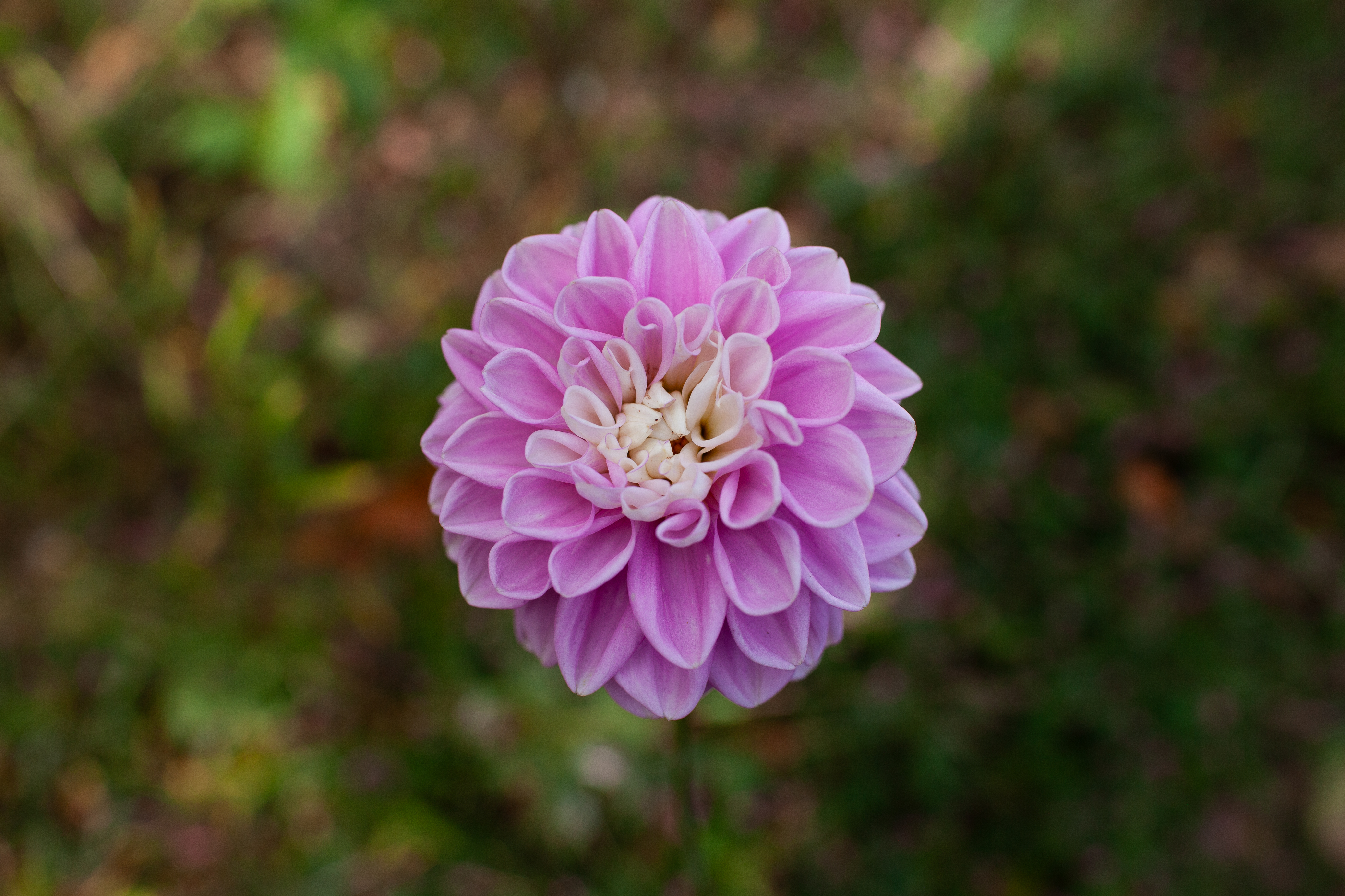 Fluffles dahlia