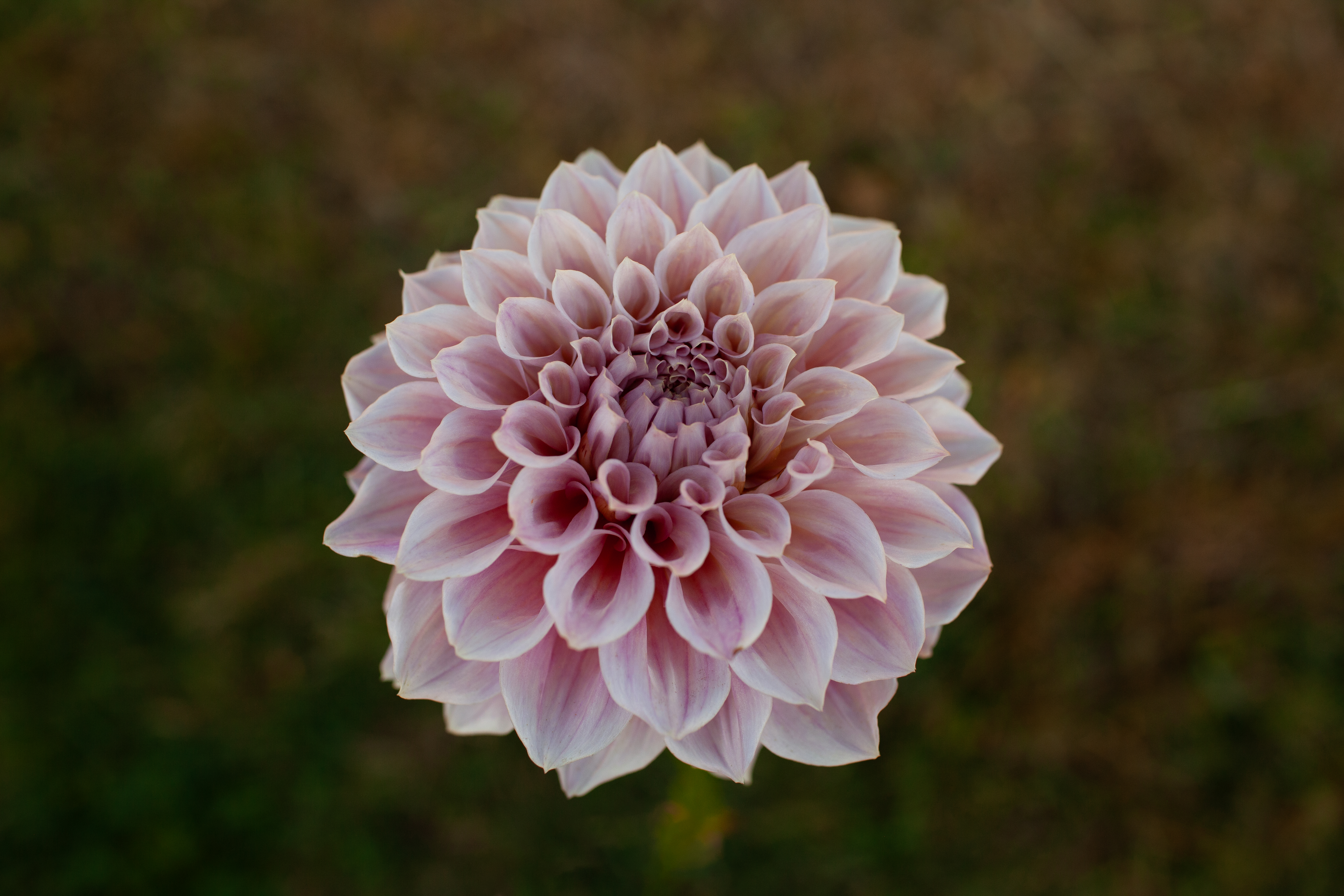 Formby Duke dahlia
