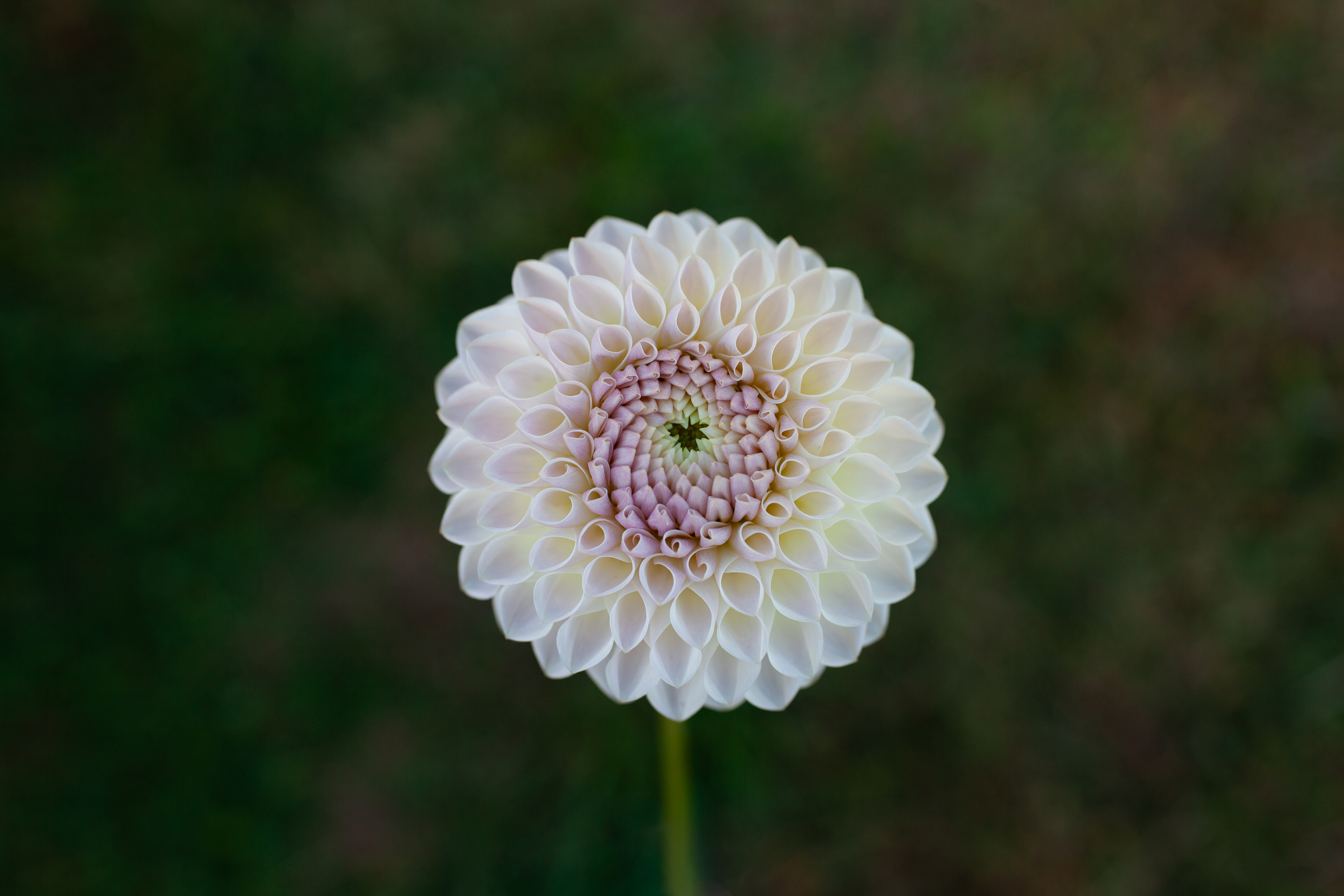Formby Pearl dahlia