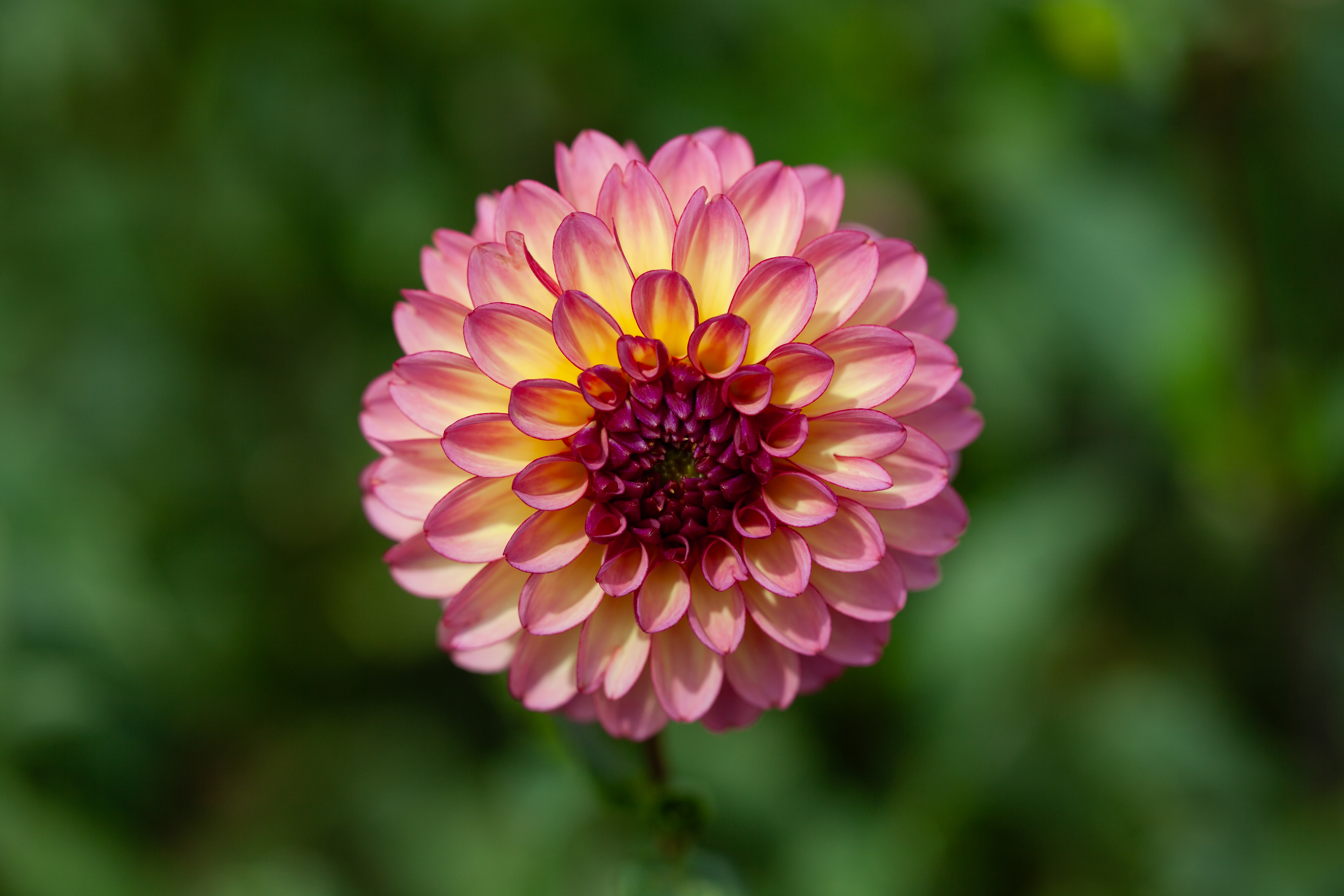 Foxy Lady dahlia