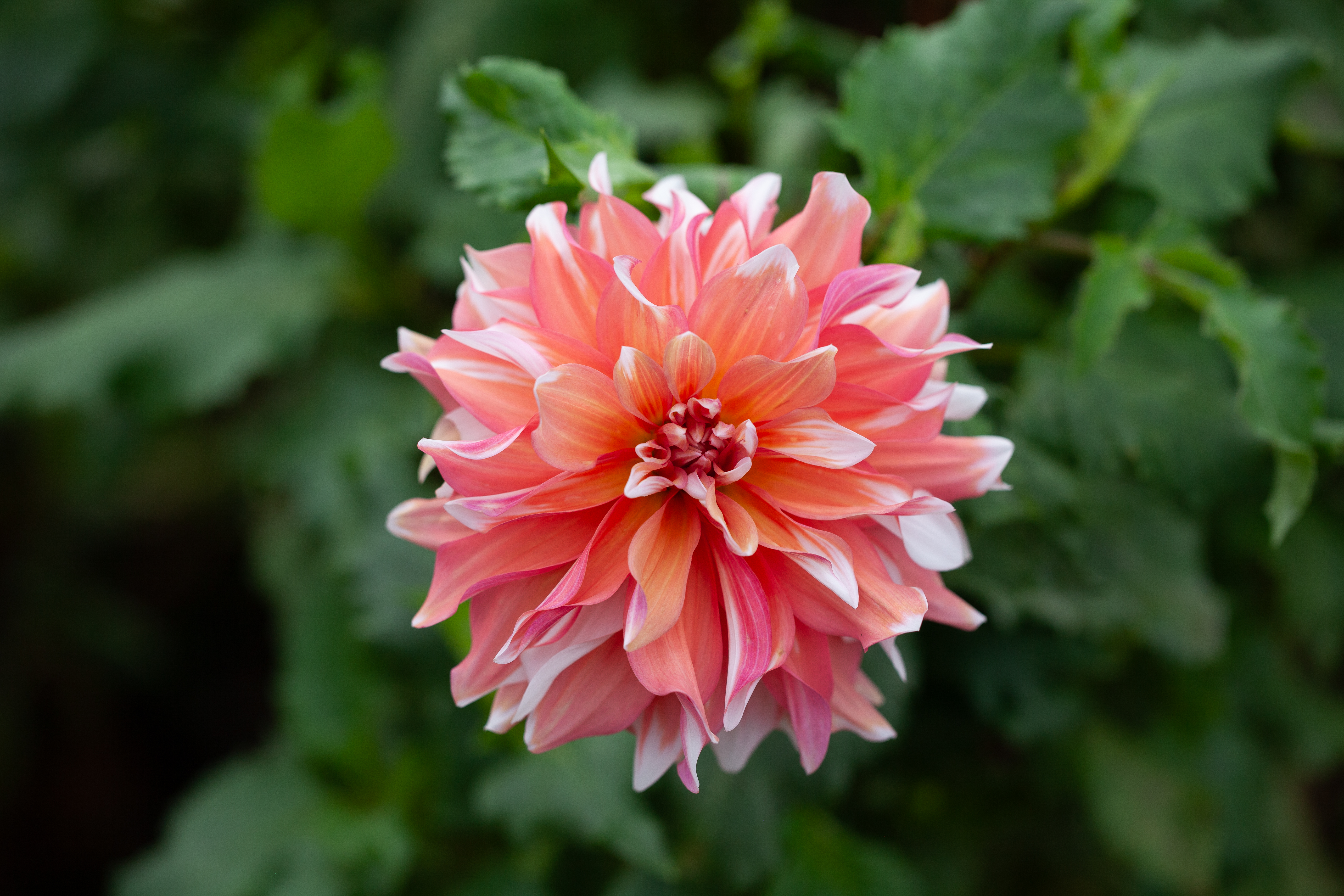 Frost Nip dahlia