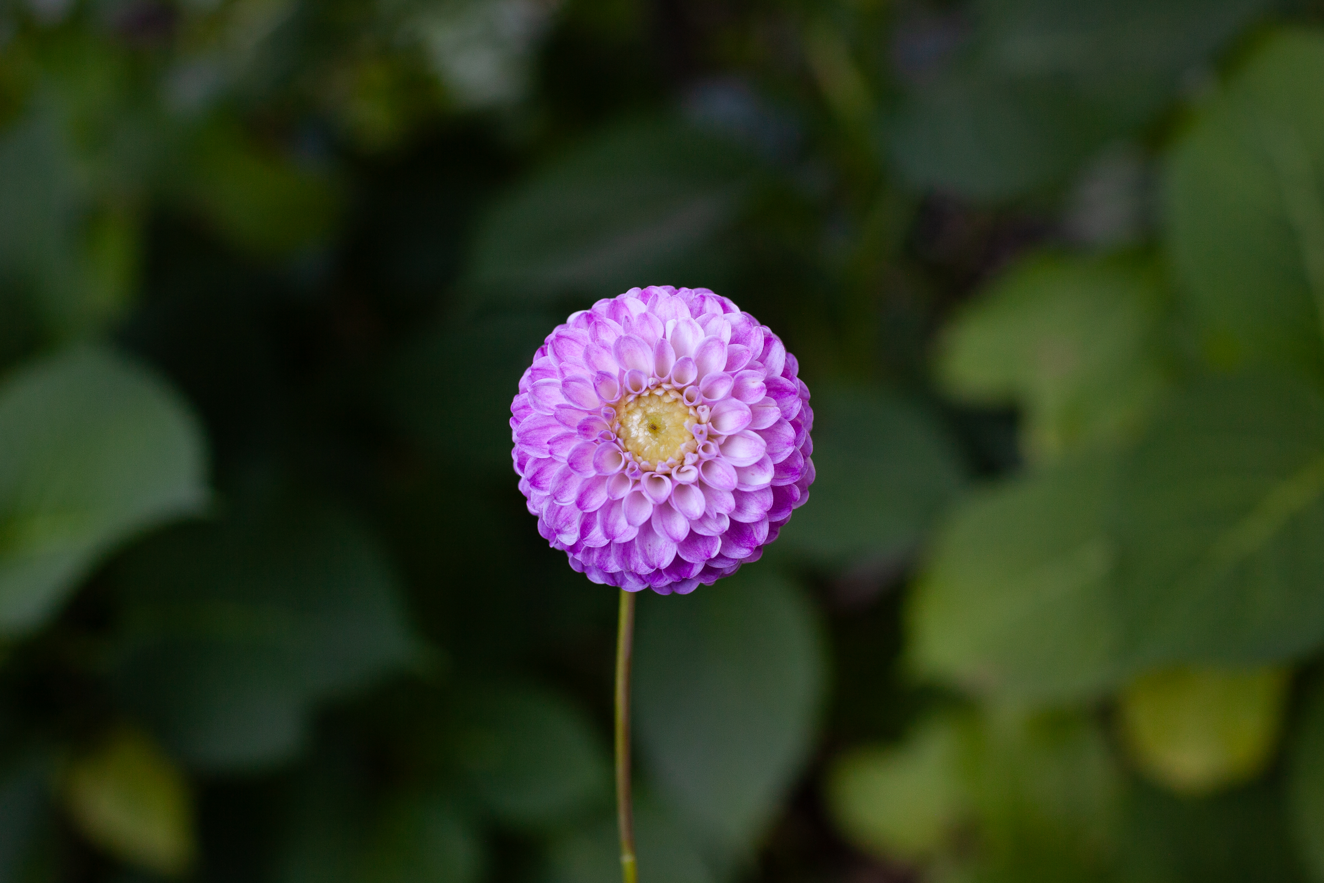 Franz Kafka dahlia