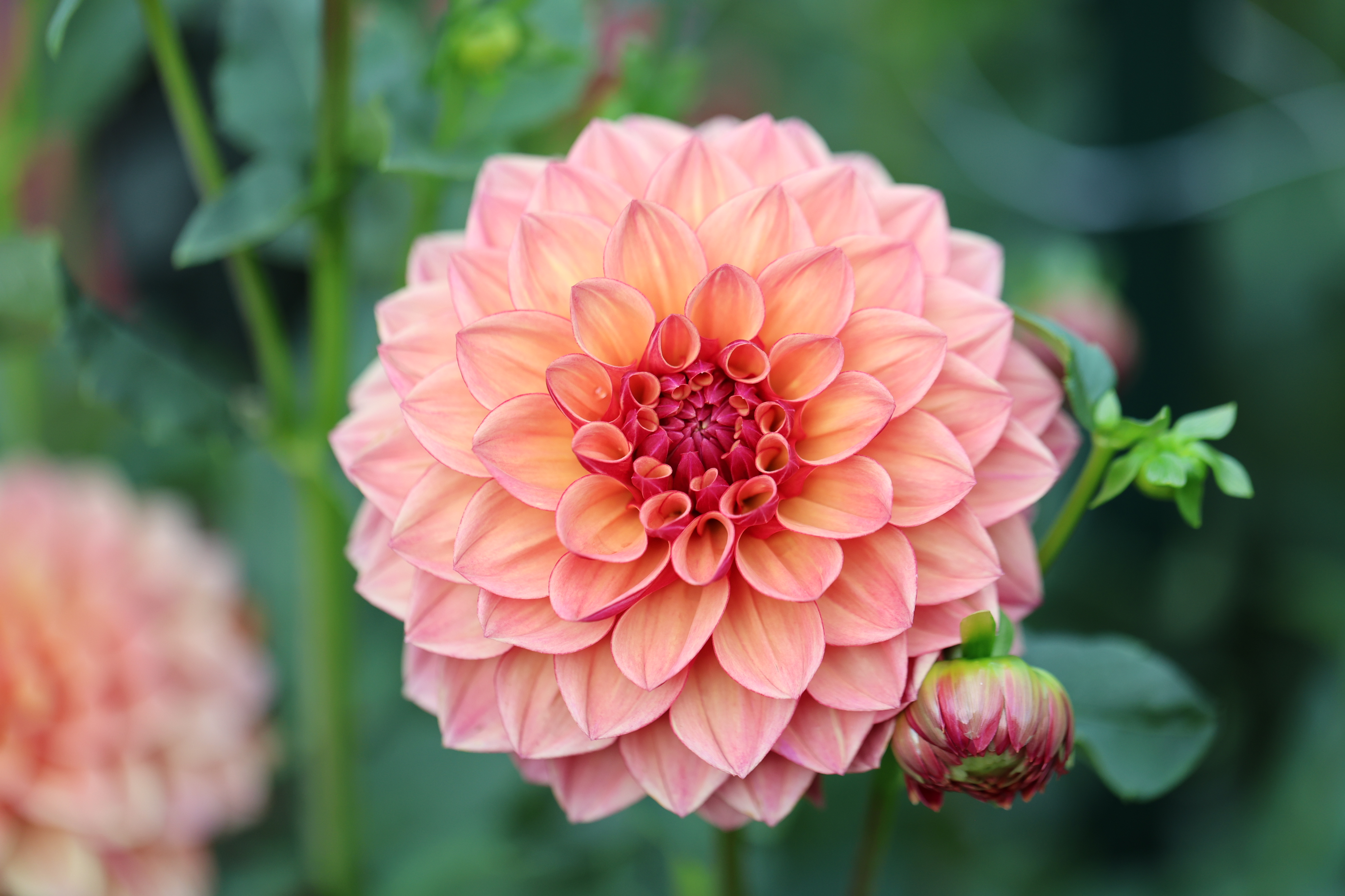 Furu Maru dahlia