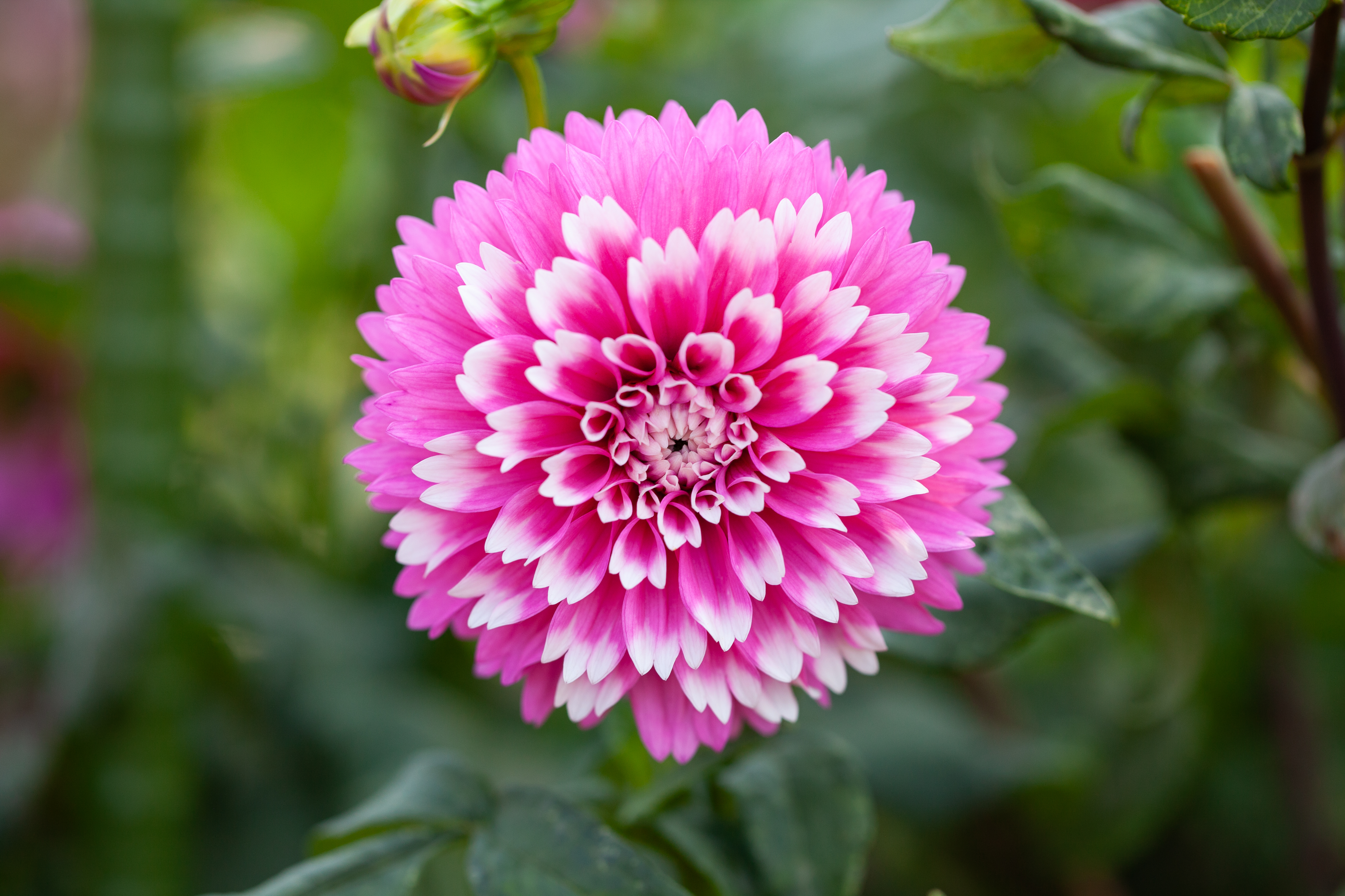 Fuzzy Wuzzy dahlia