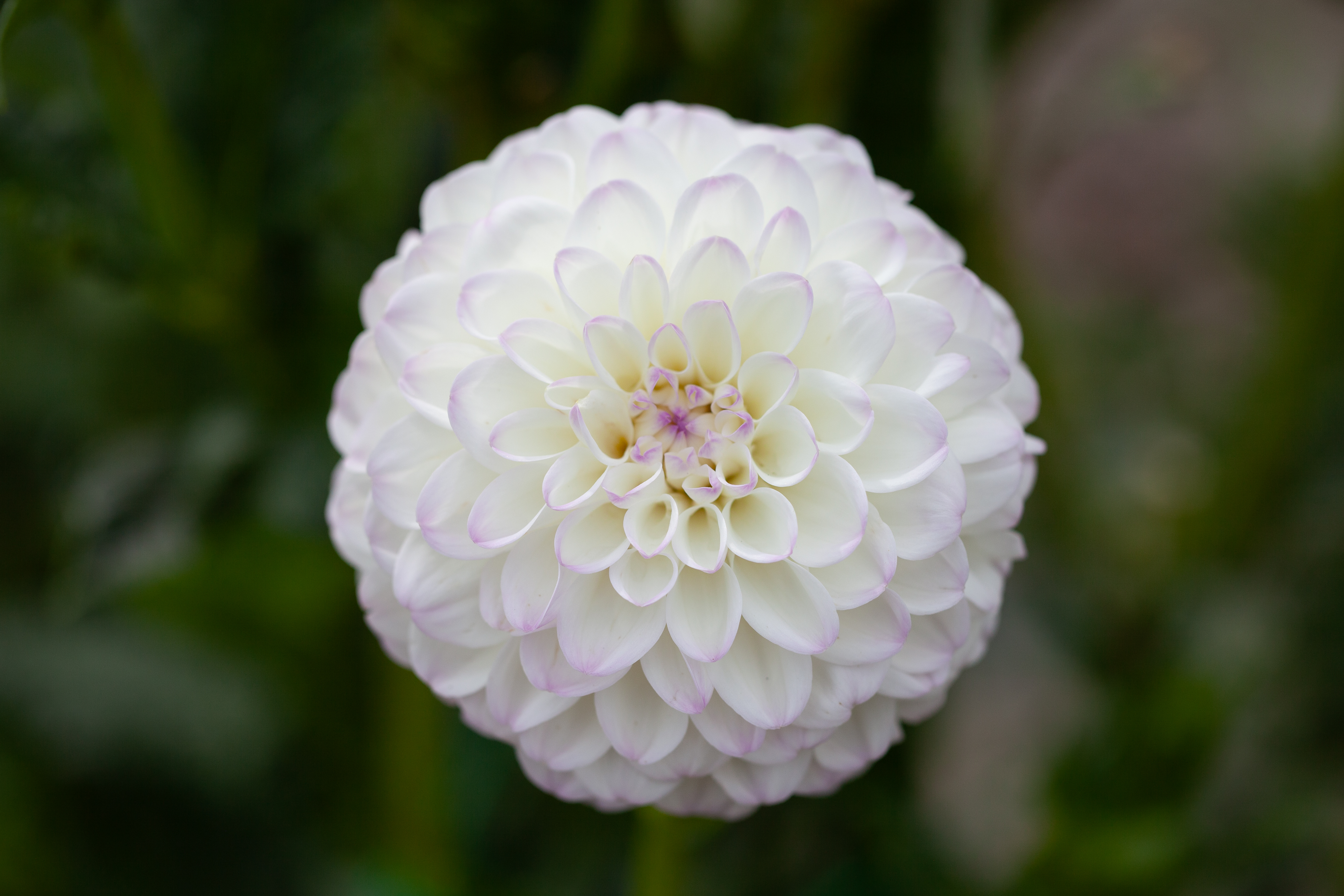 Gaylen Rose dahlia