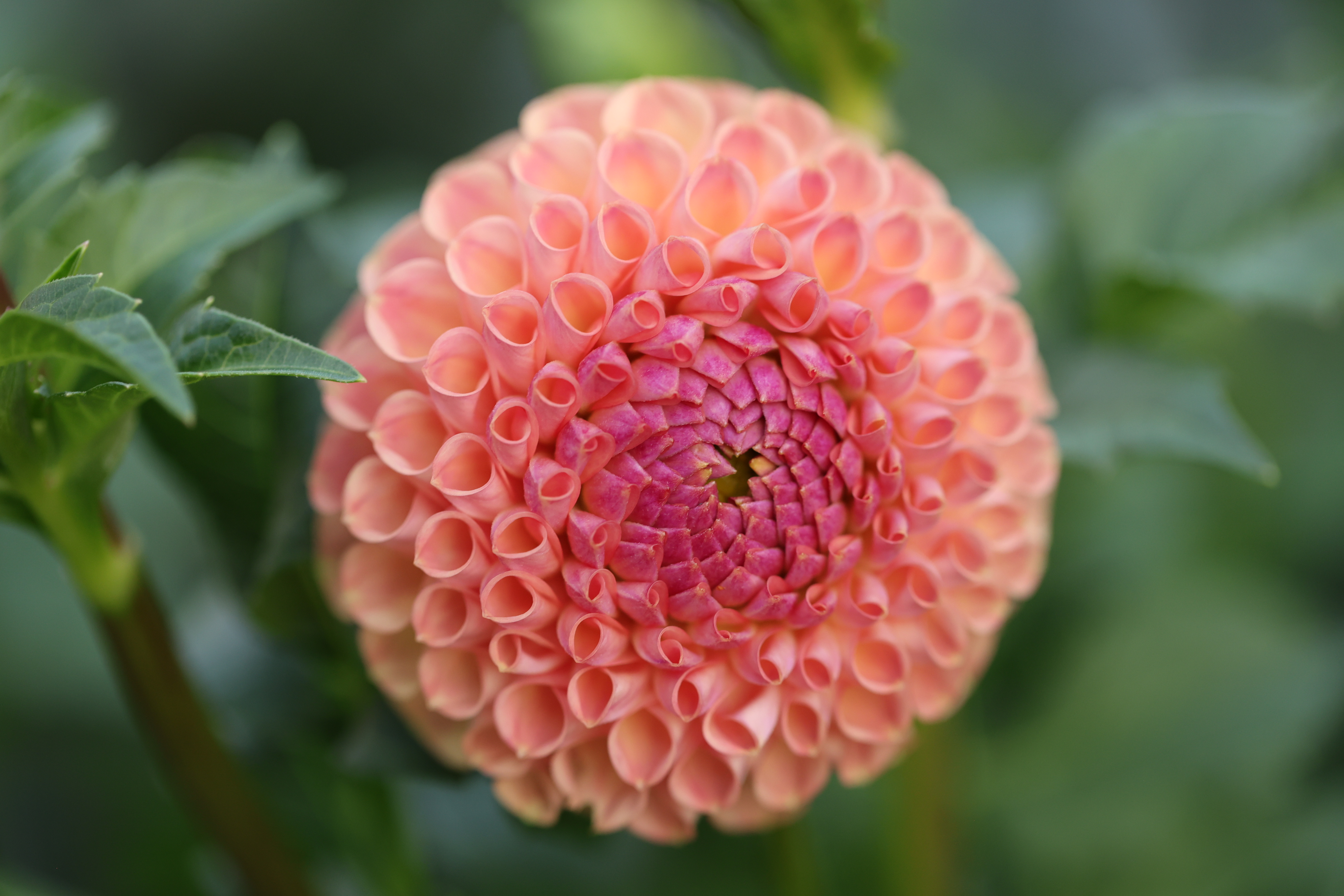 Ghislane aka Cornel Salmon dahlia