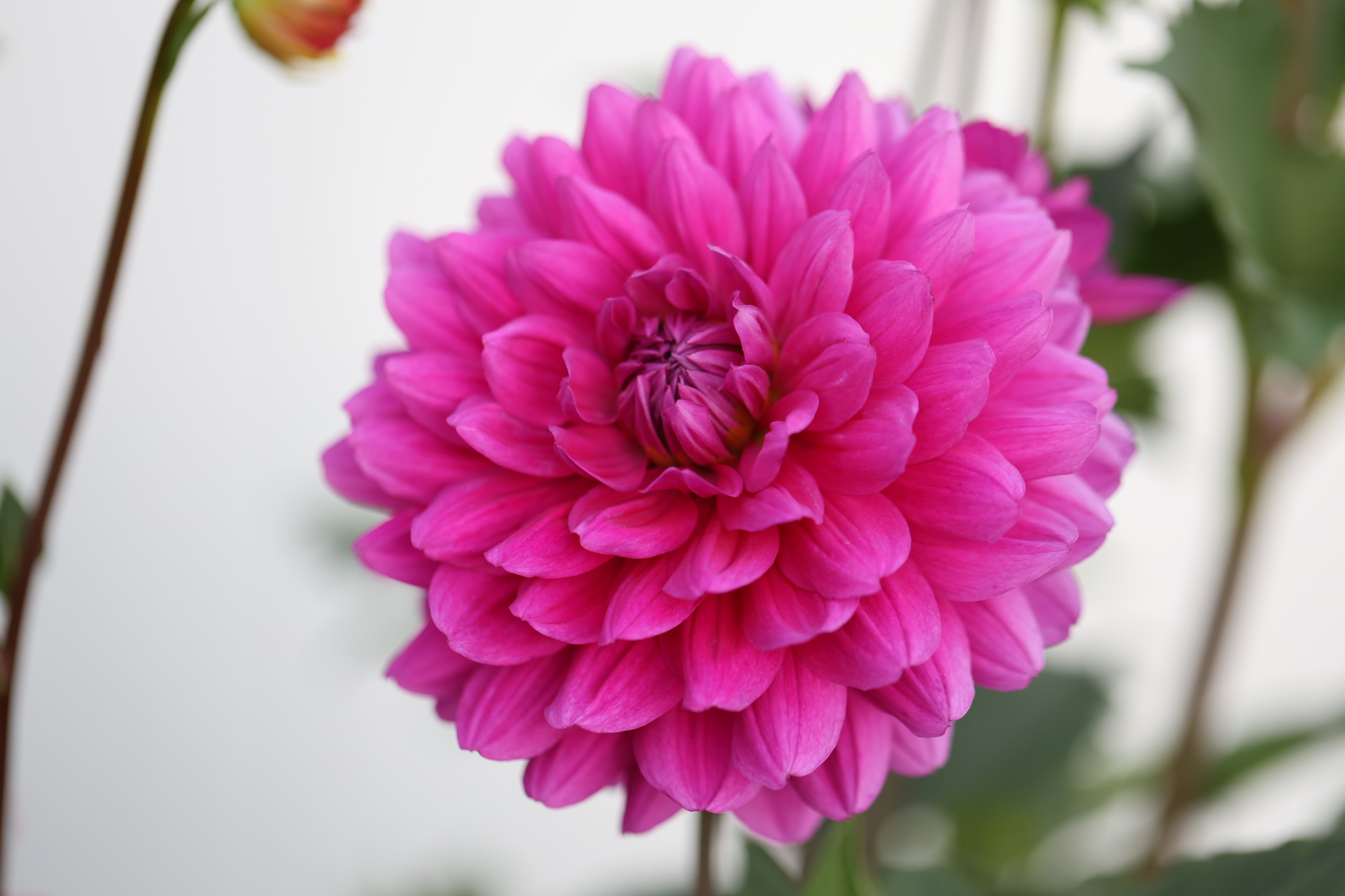 G H Lammerse dahlia