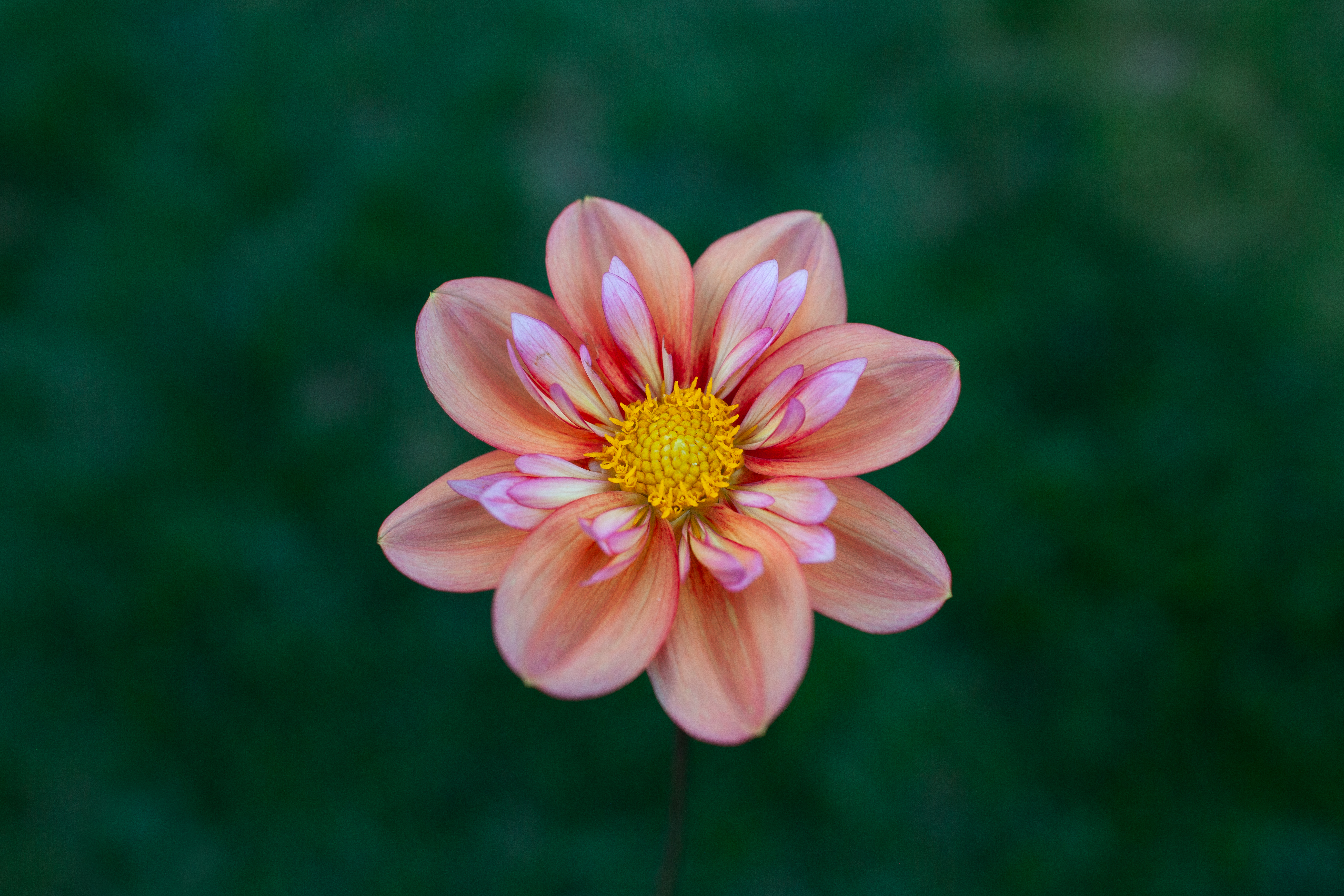 Giggles dahlia