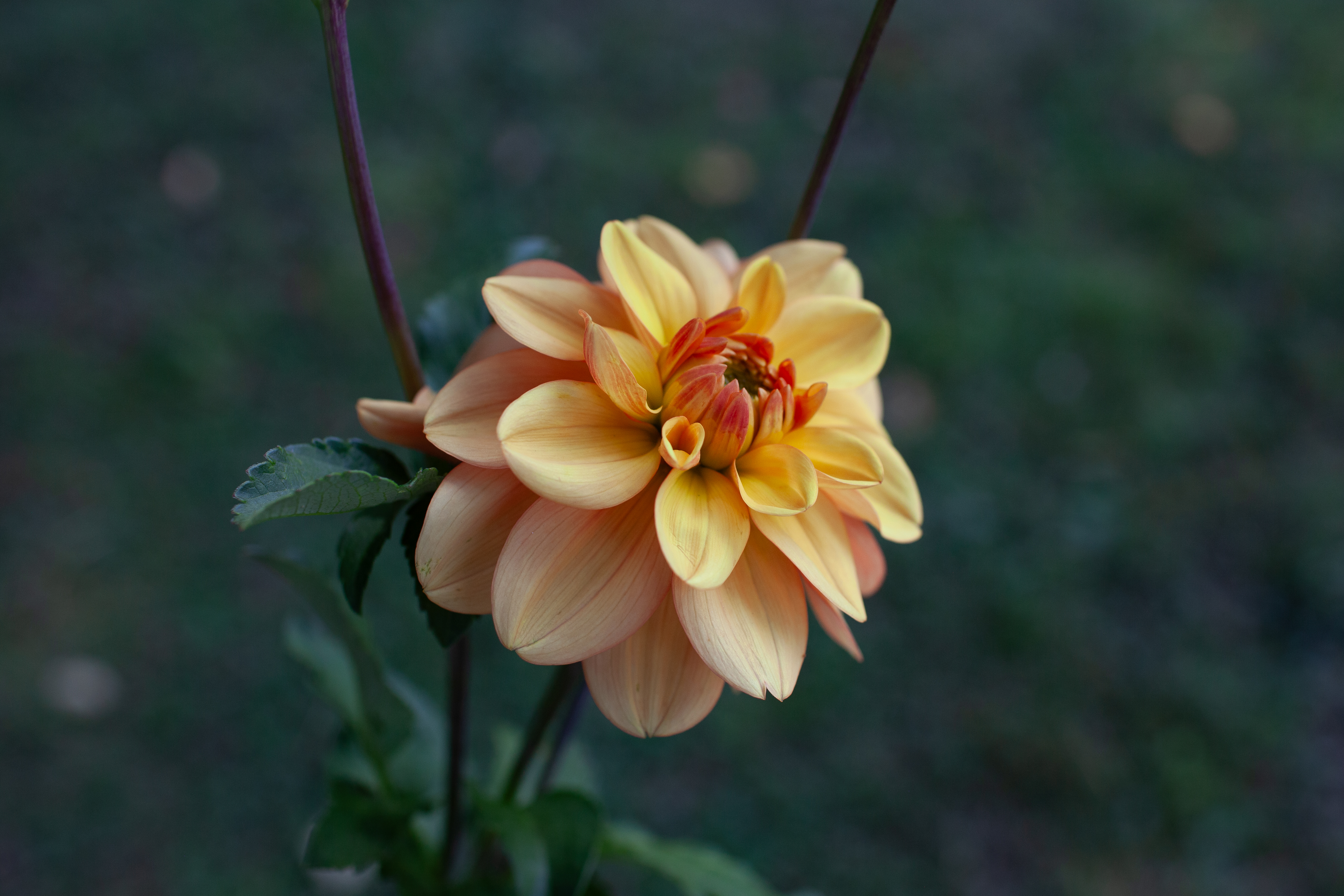 Ginger Snap dahlia