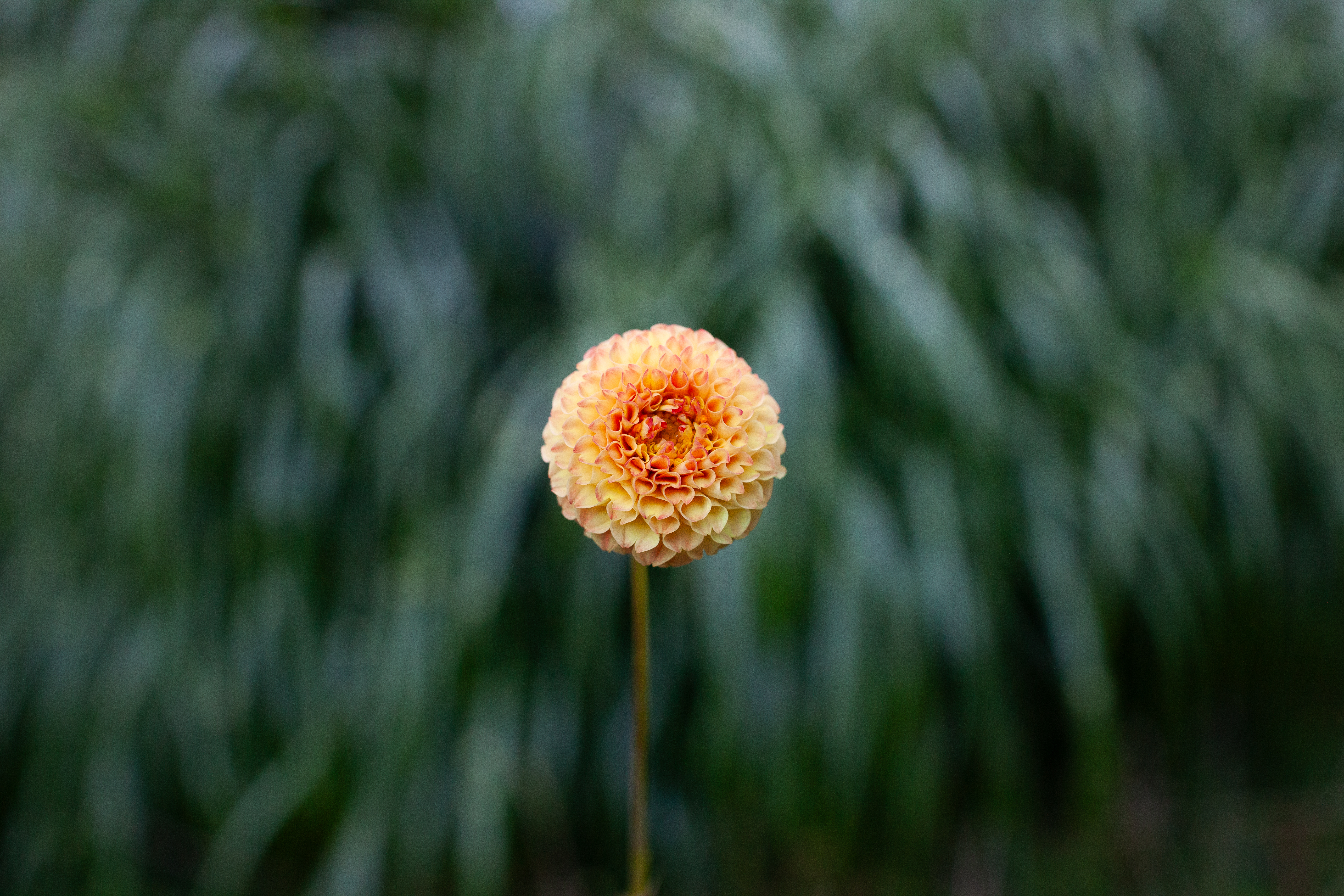 Ginger Willo dahlia