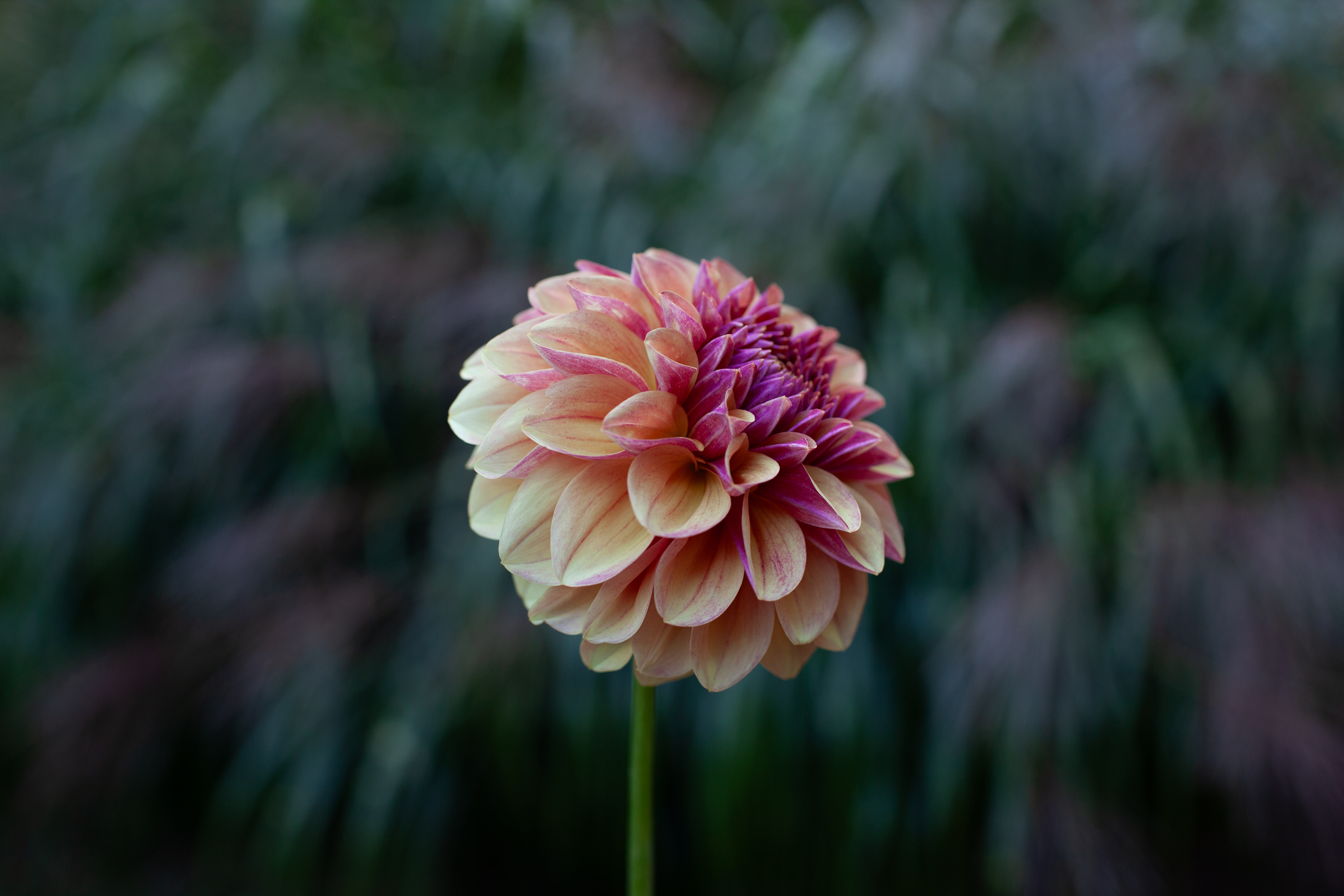 Gitts Crazy dahlia