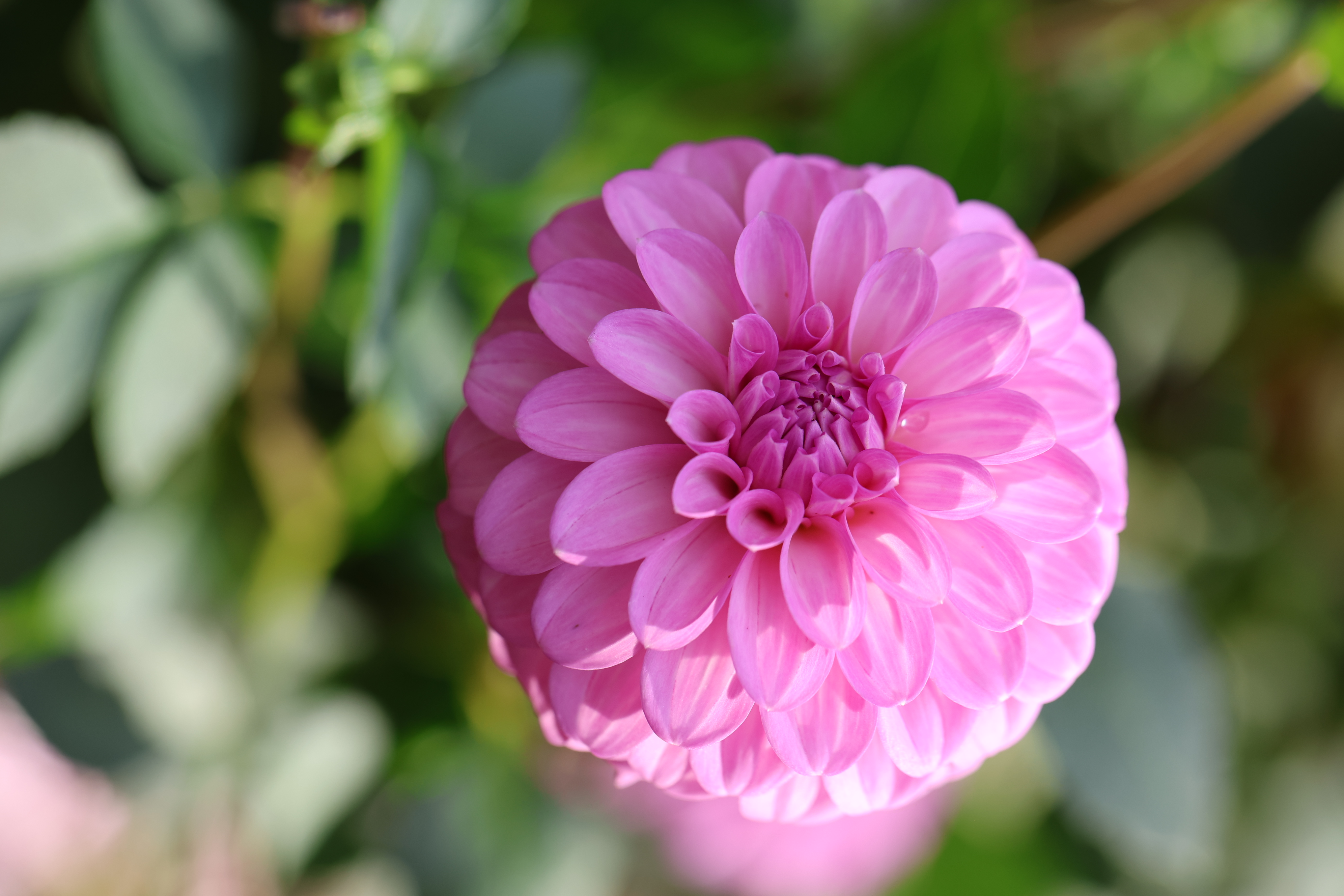 Glenmarc Connie dahlia