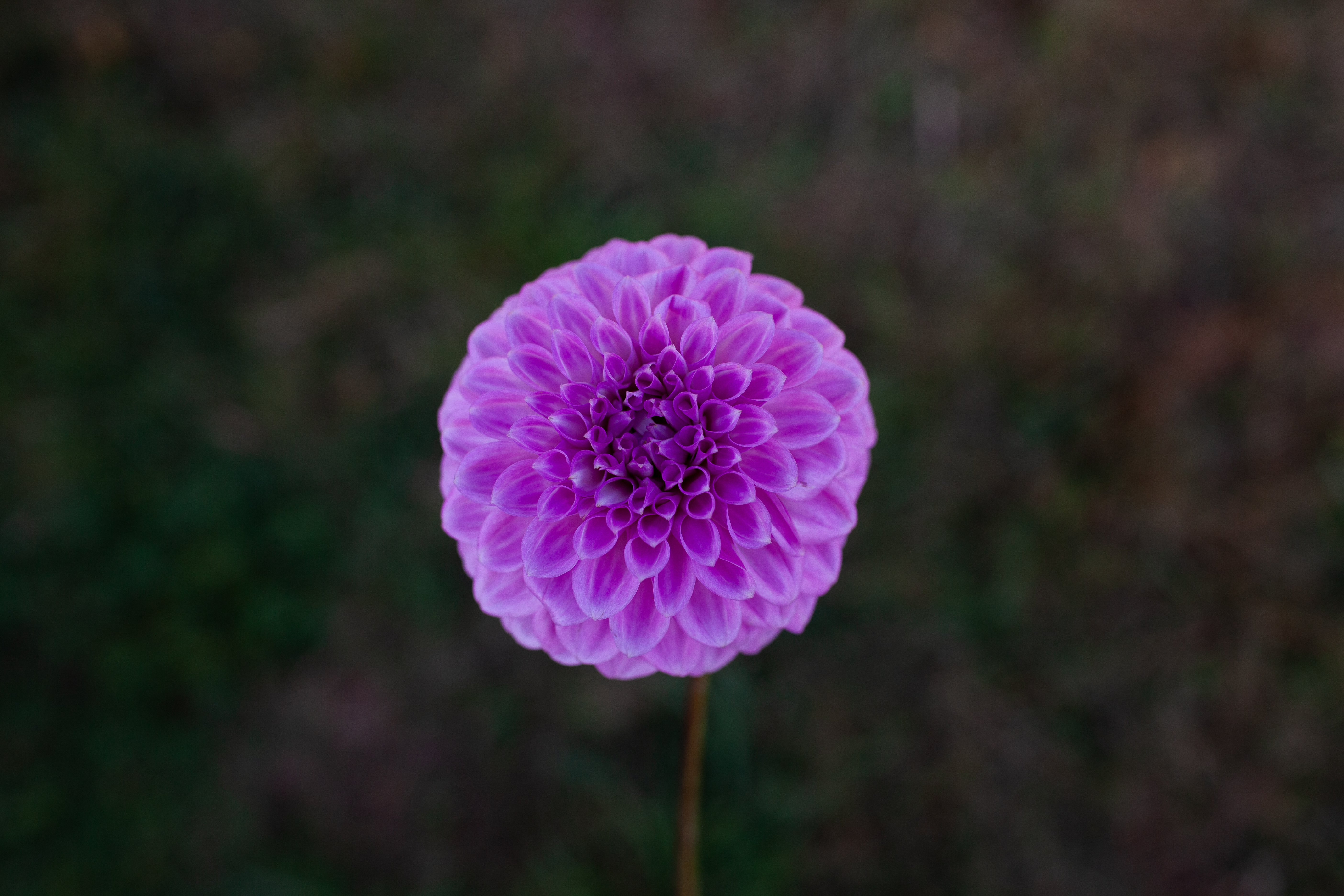 Glenmarc Skye dahlia