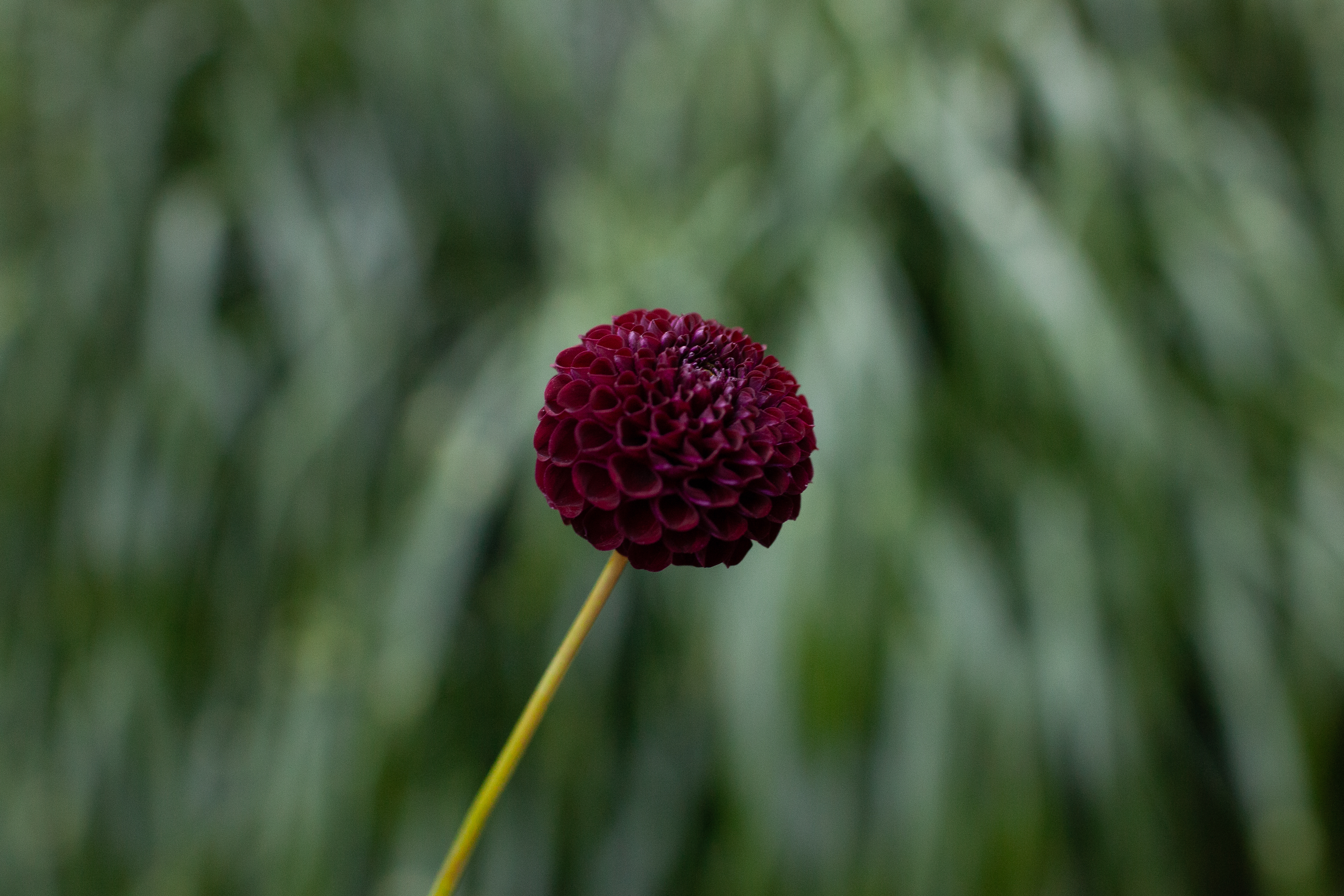 Glenplace dahlia