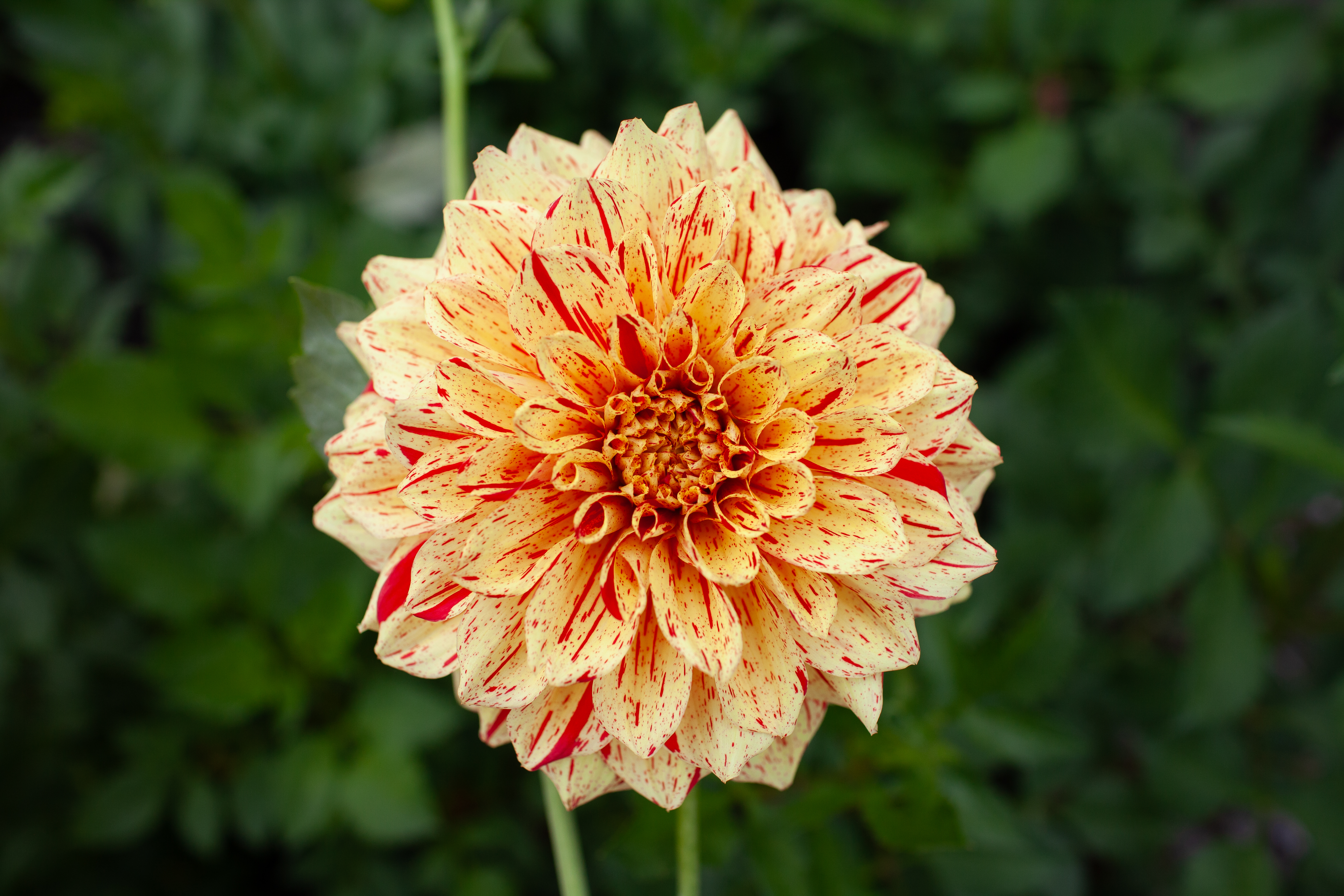 Gloriosa dahlia
