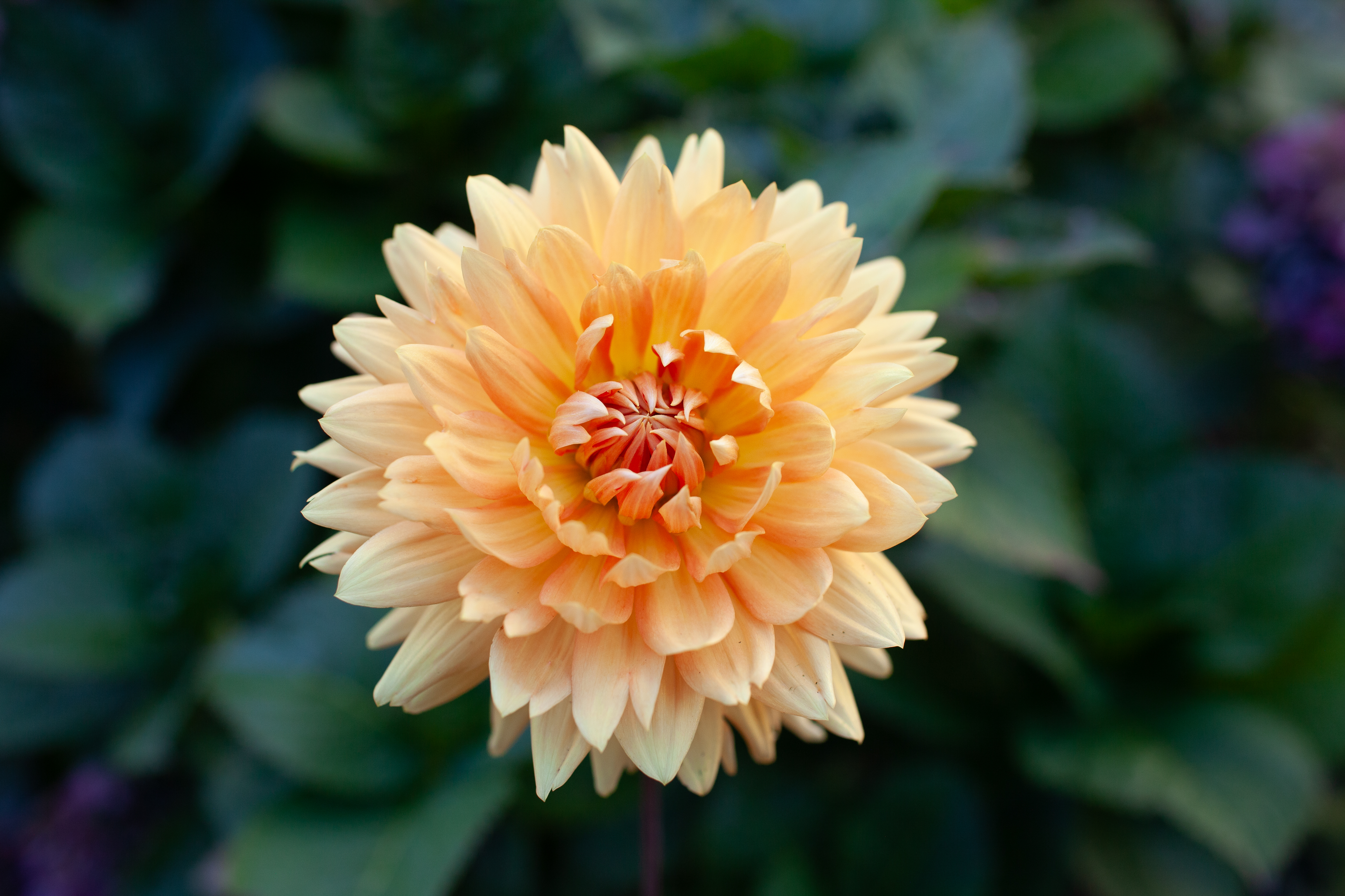 Glorie Van Noordwijk dahlia