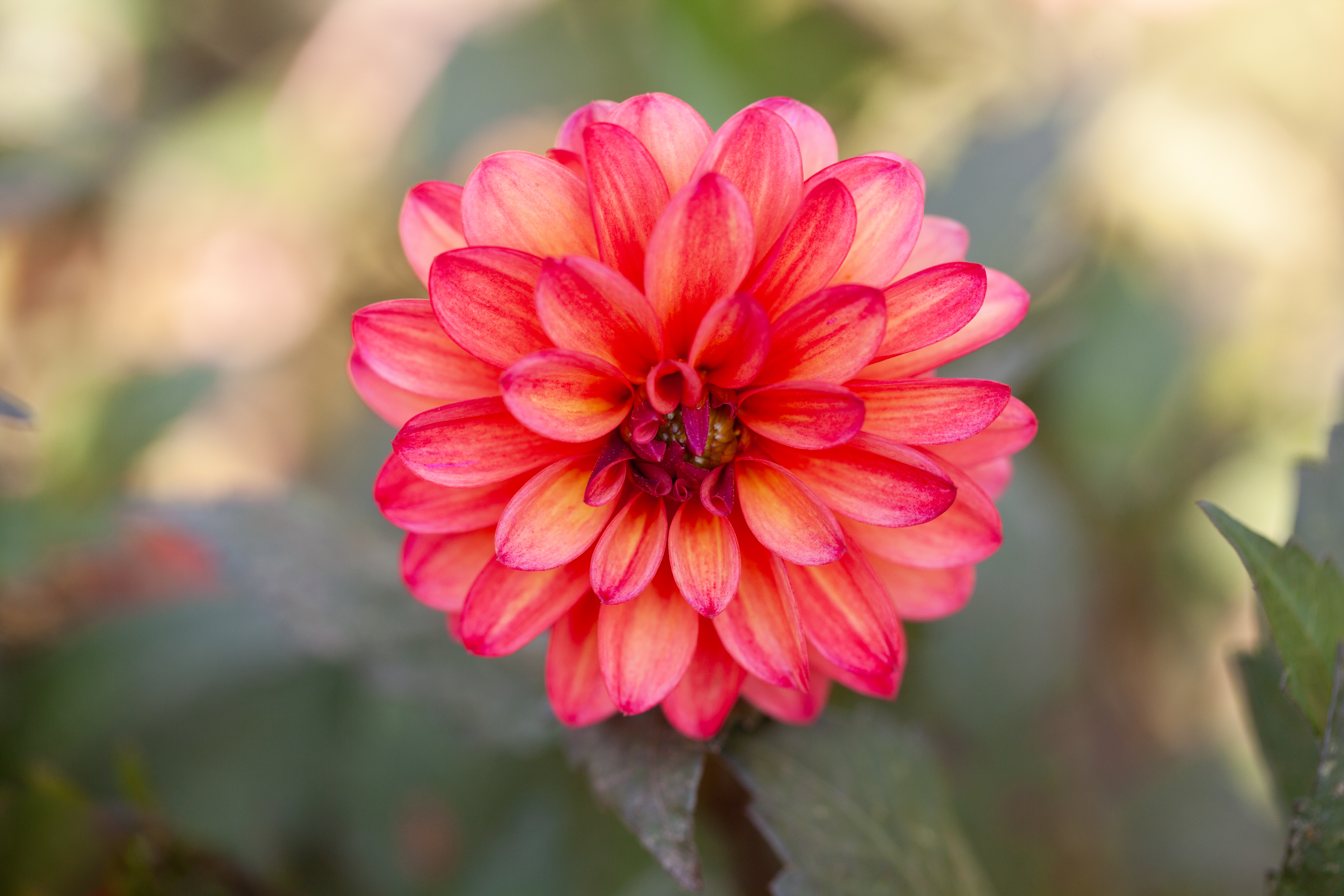 Groovy dahlia