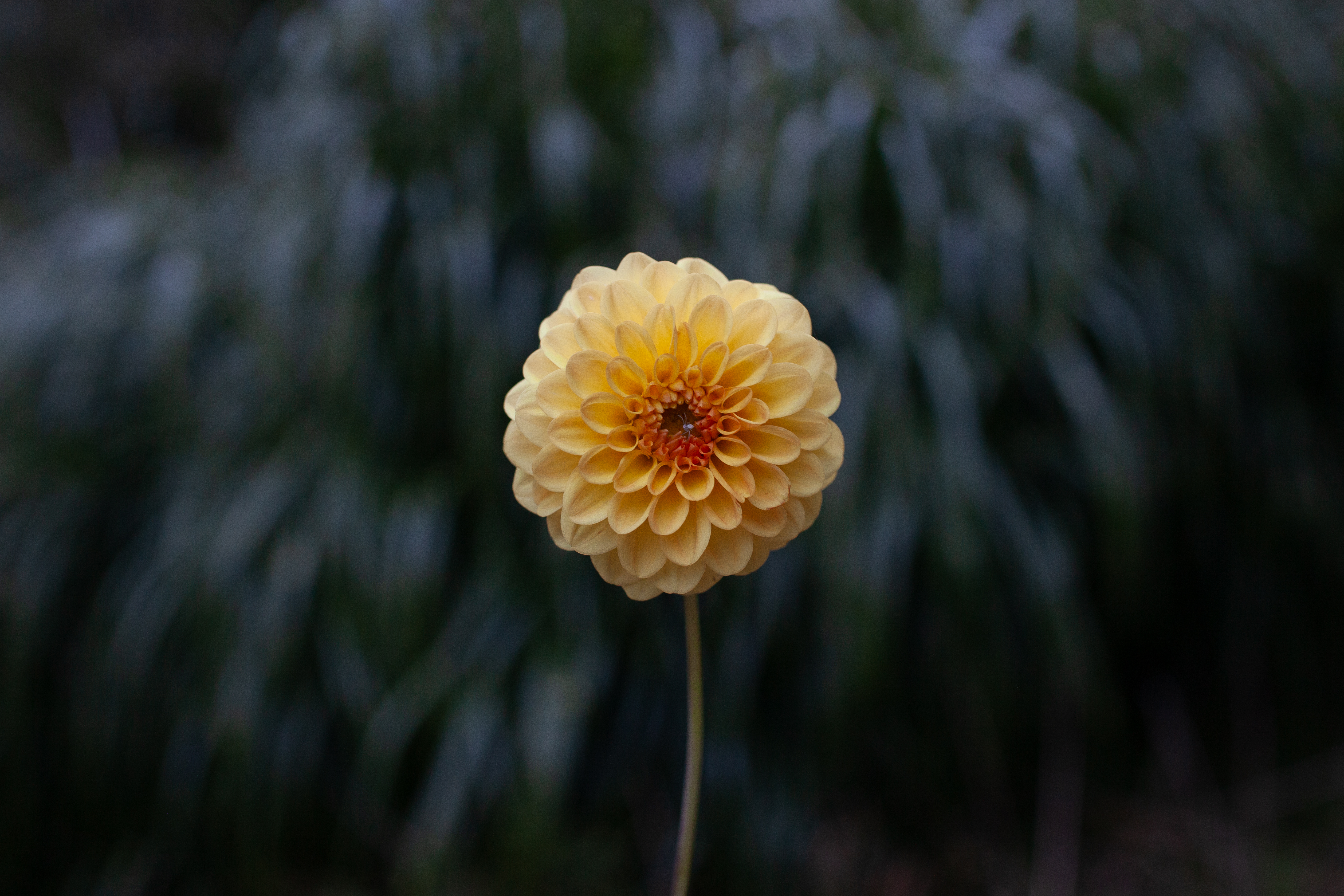 Golden Scepter dahlia