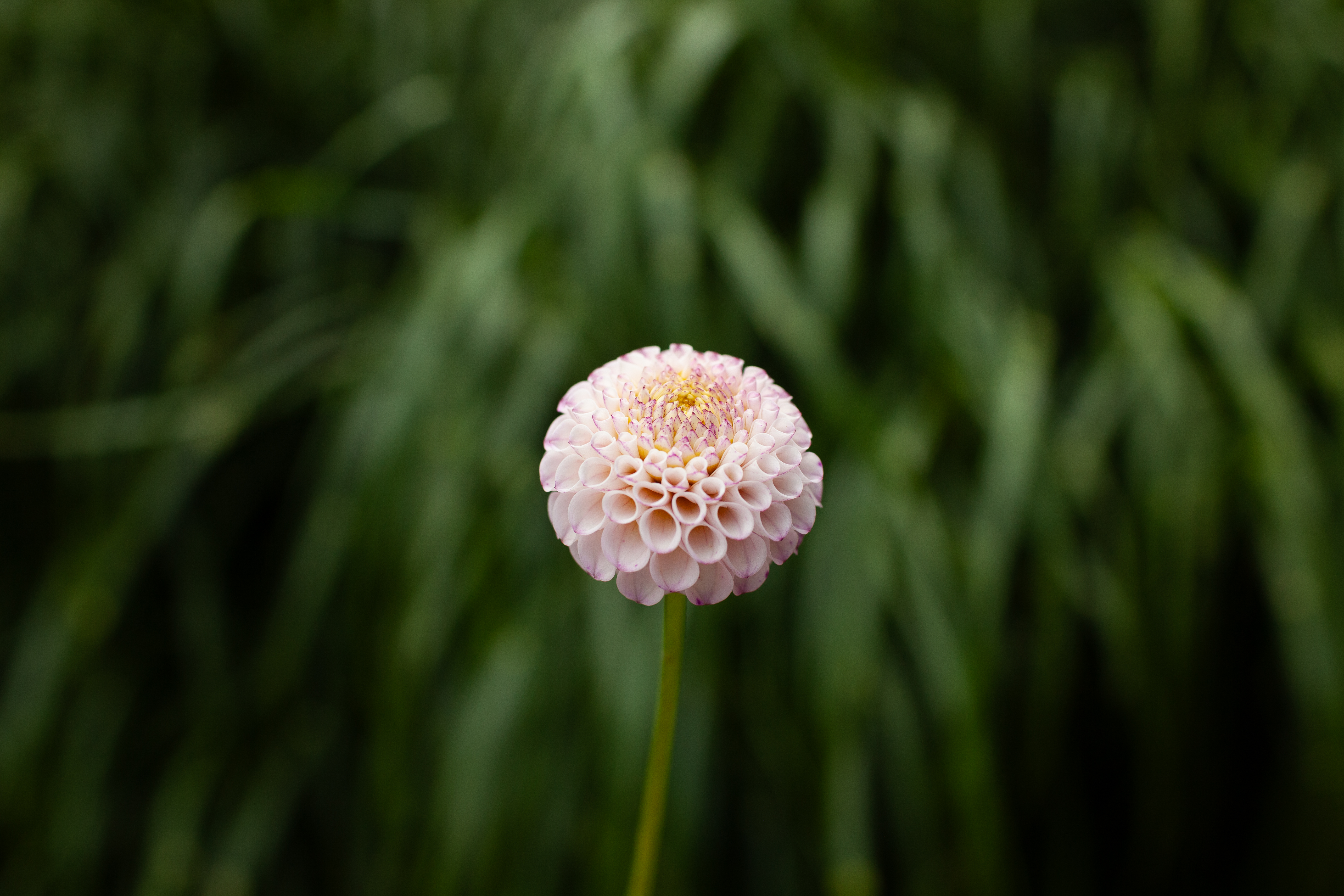Gurtla Twilight dahlia