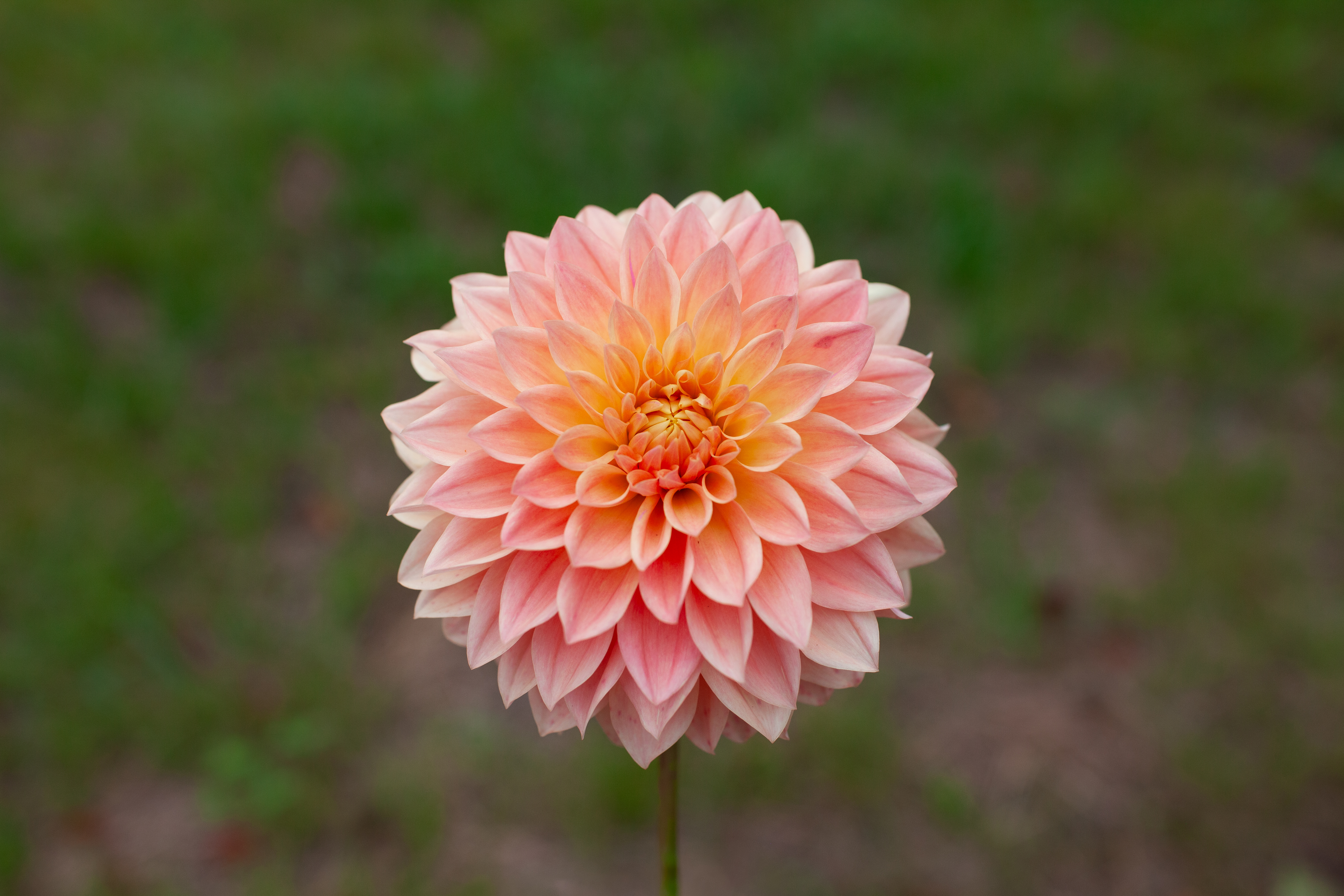 Hamilton Lillian dahlia