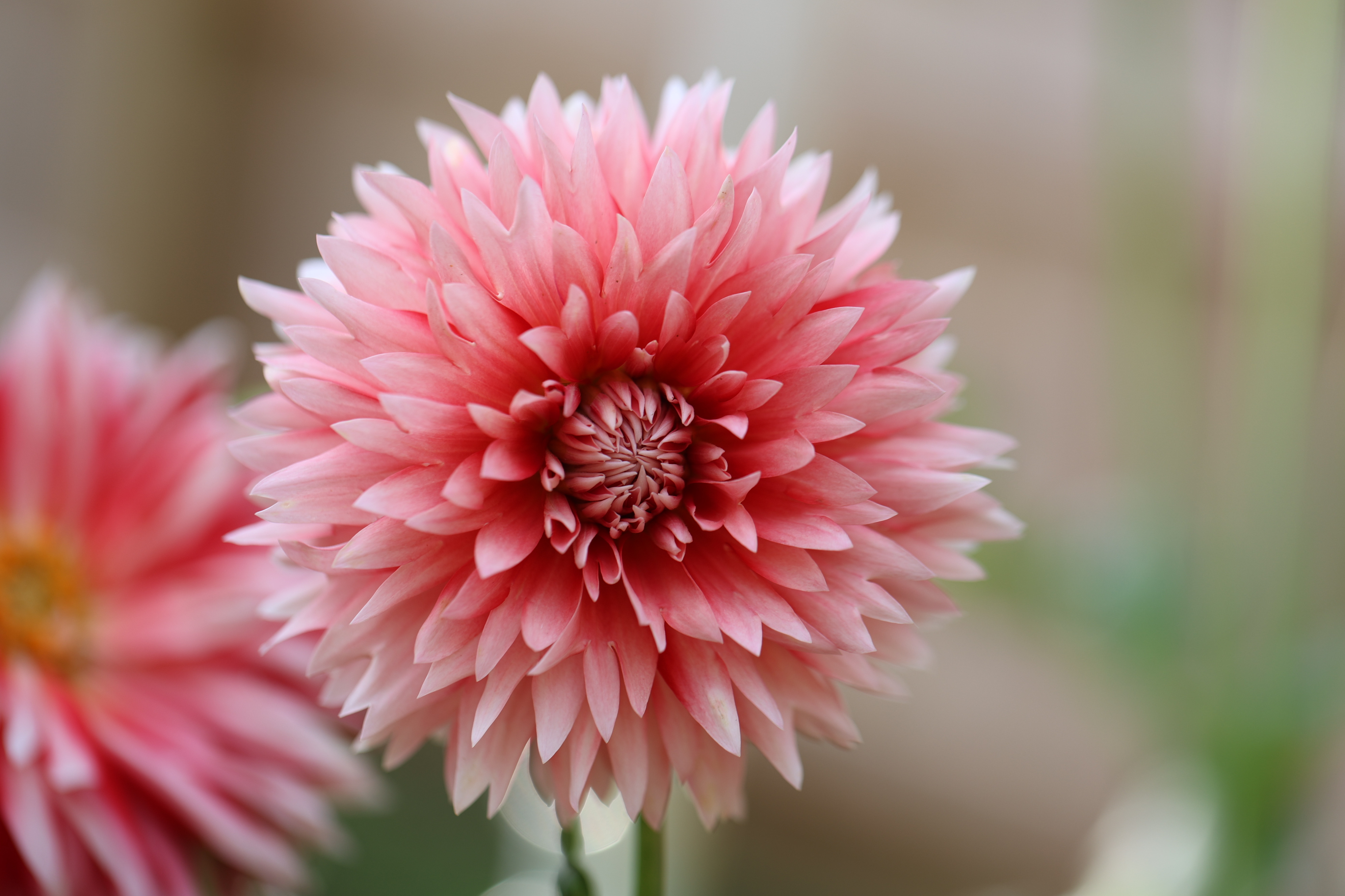 Hapet Austria Lace dahlia