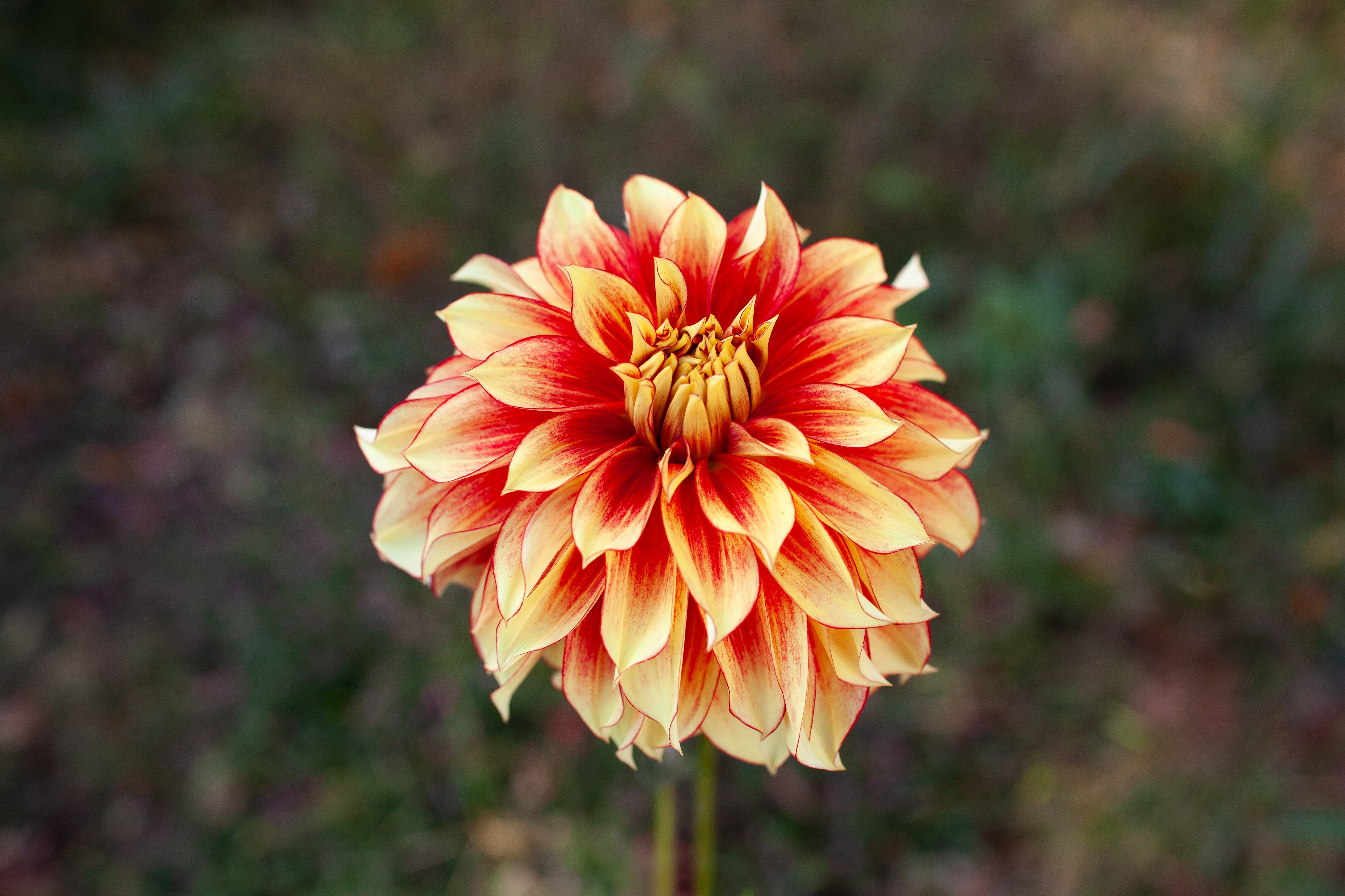 Flamethrower dahlia