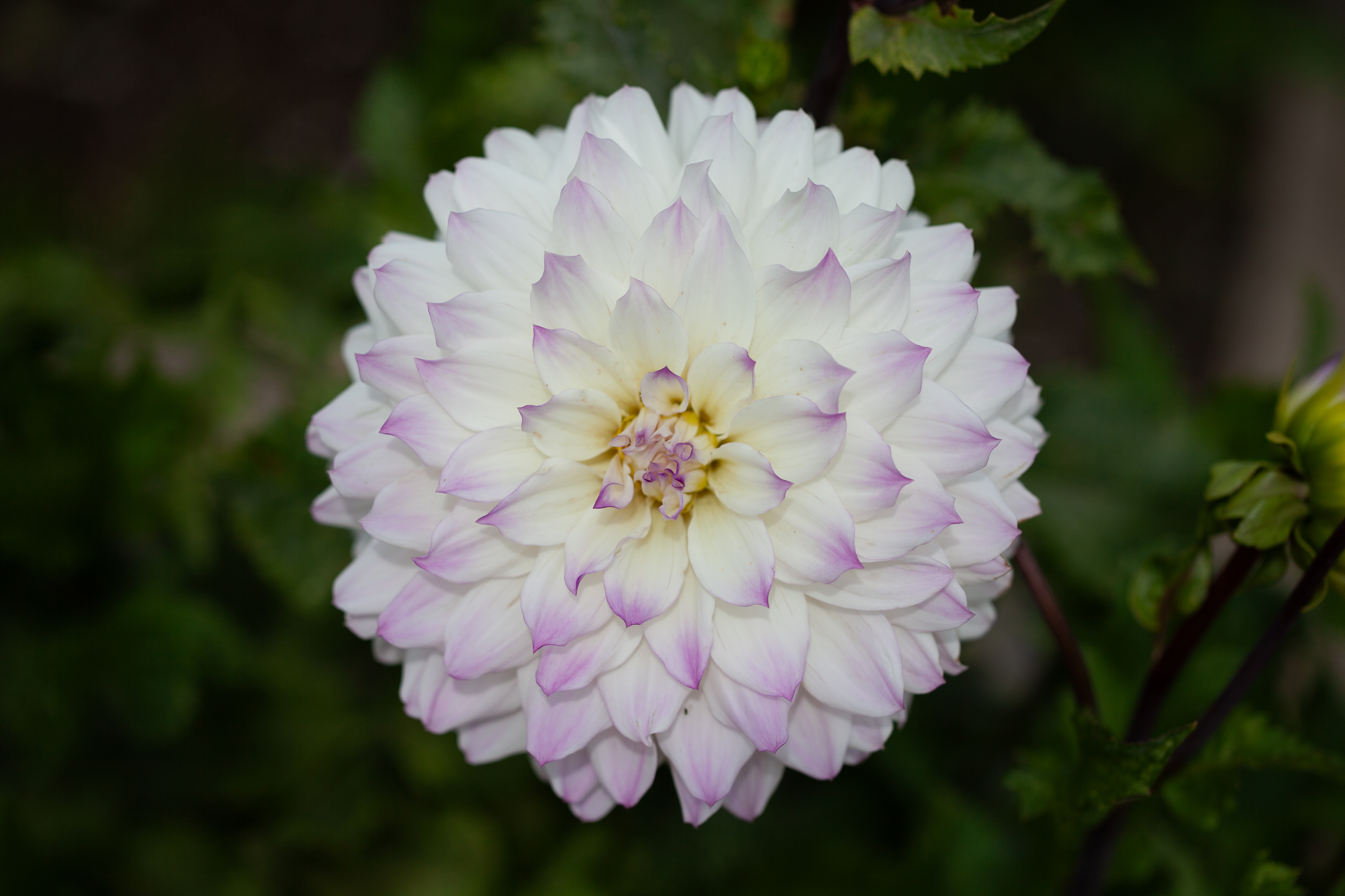 Hapet Blue Eyes dahlia