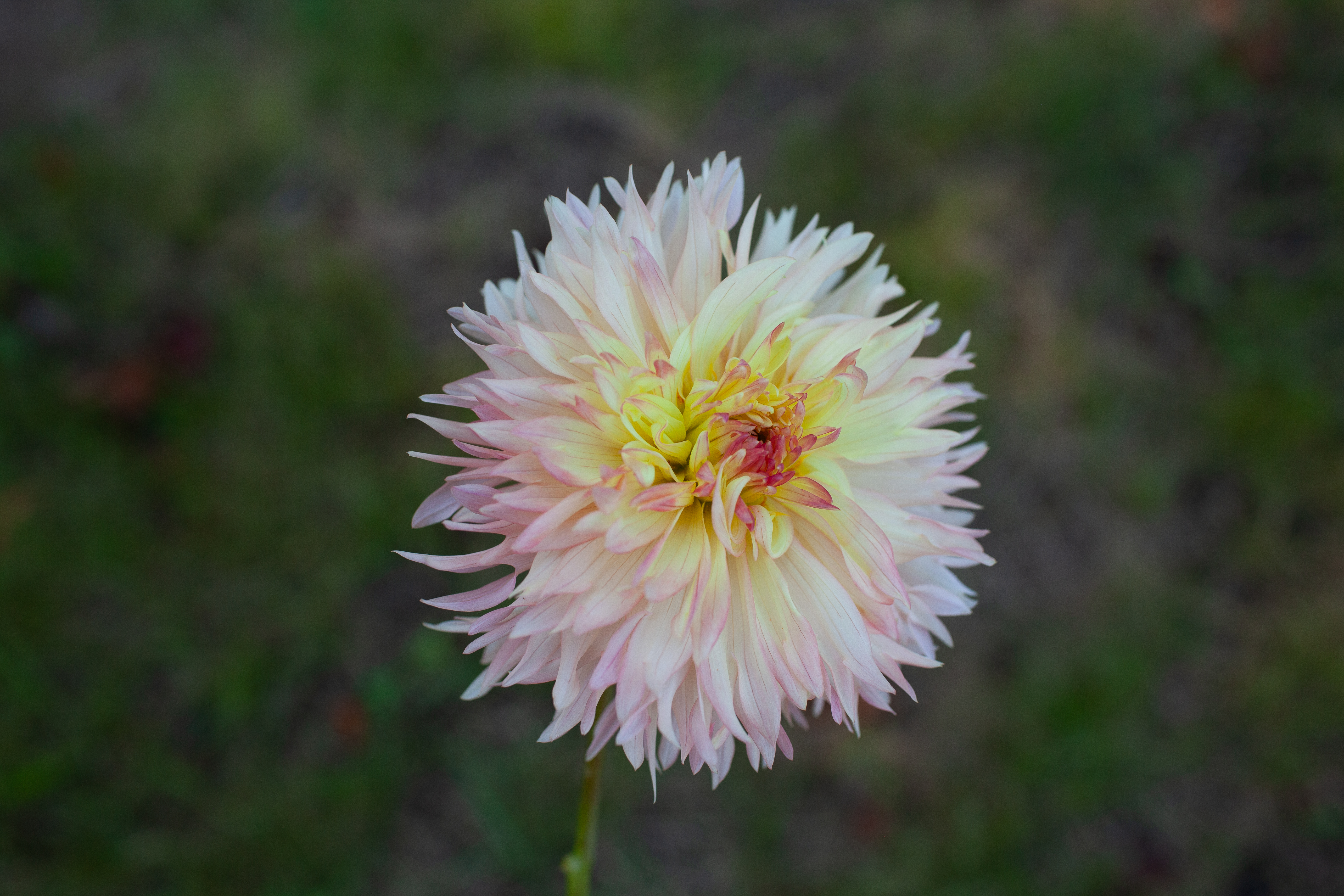 Hapet Champagne dahlia