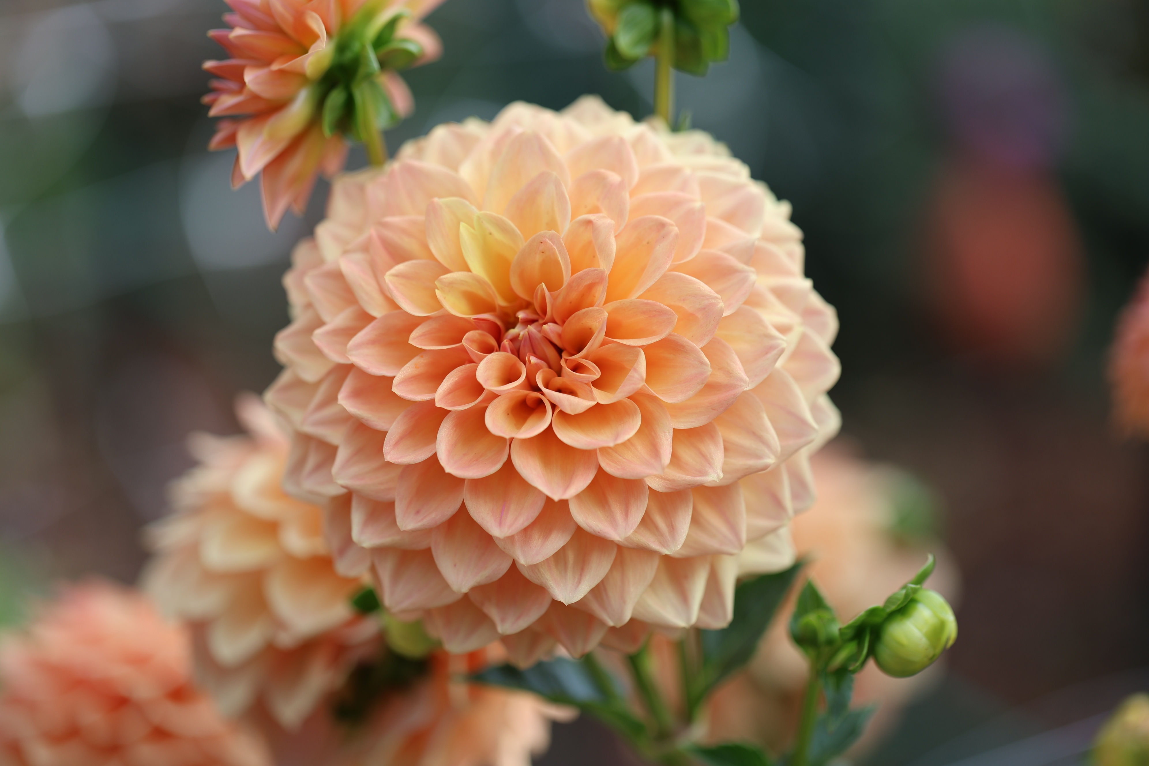 Hapet Cupido dahlia