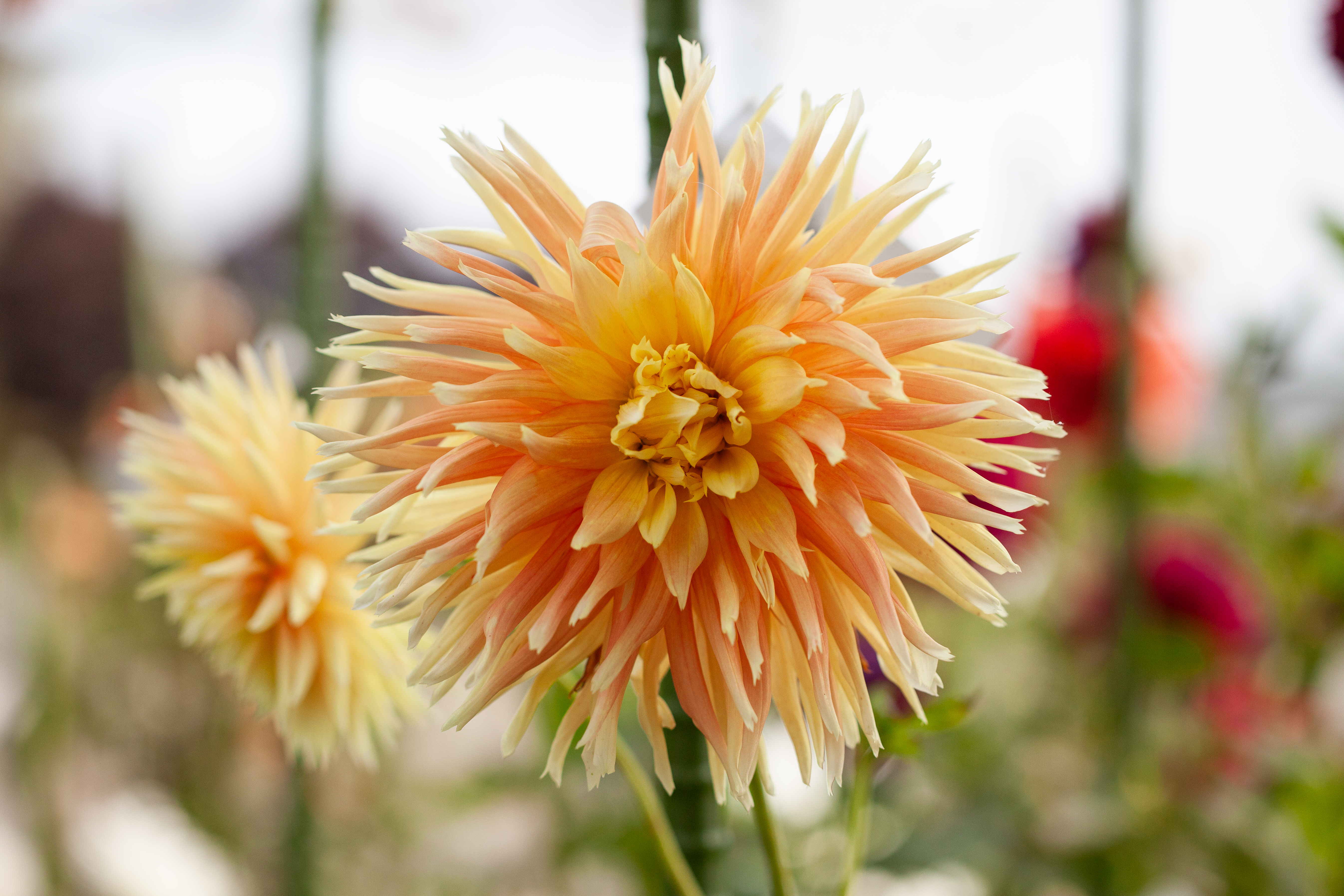 Hana Hitosuji dahlia