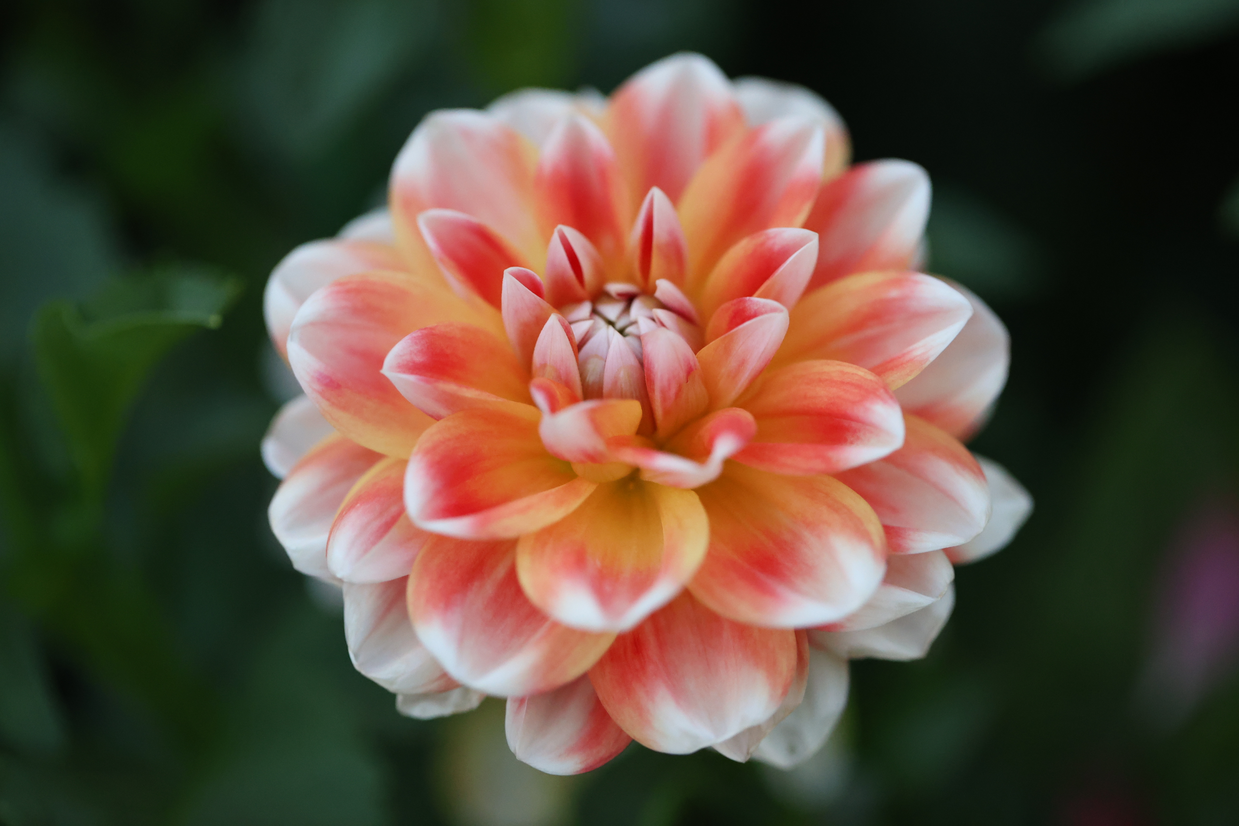 Hapet Harmony dahlia