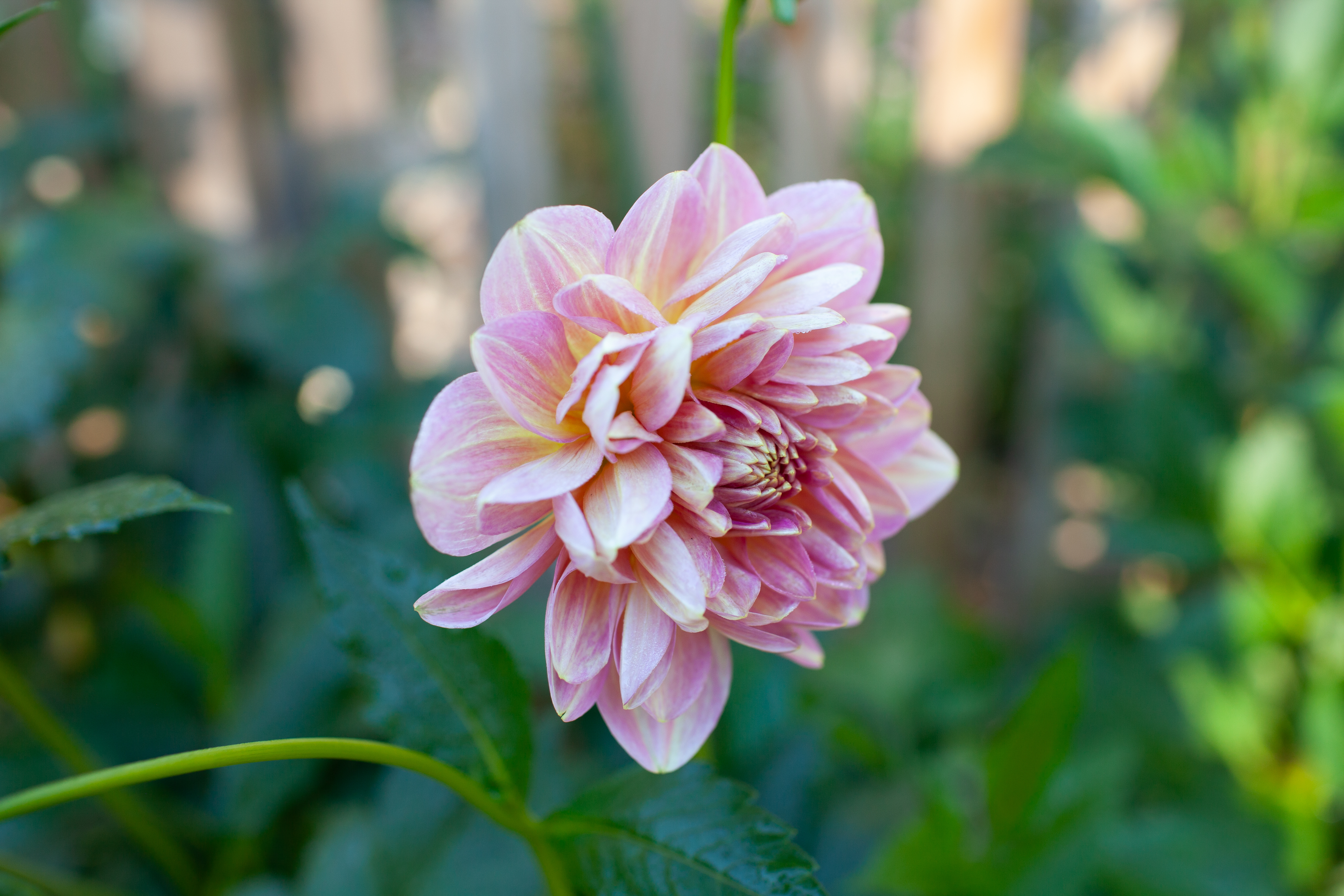 Hapet Old Charm dahlia