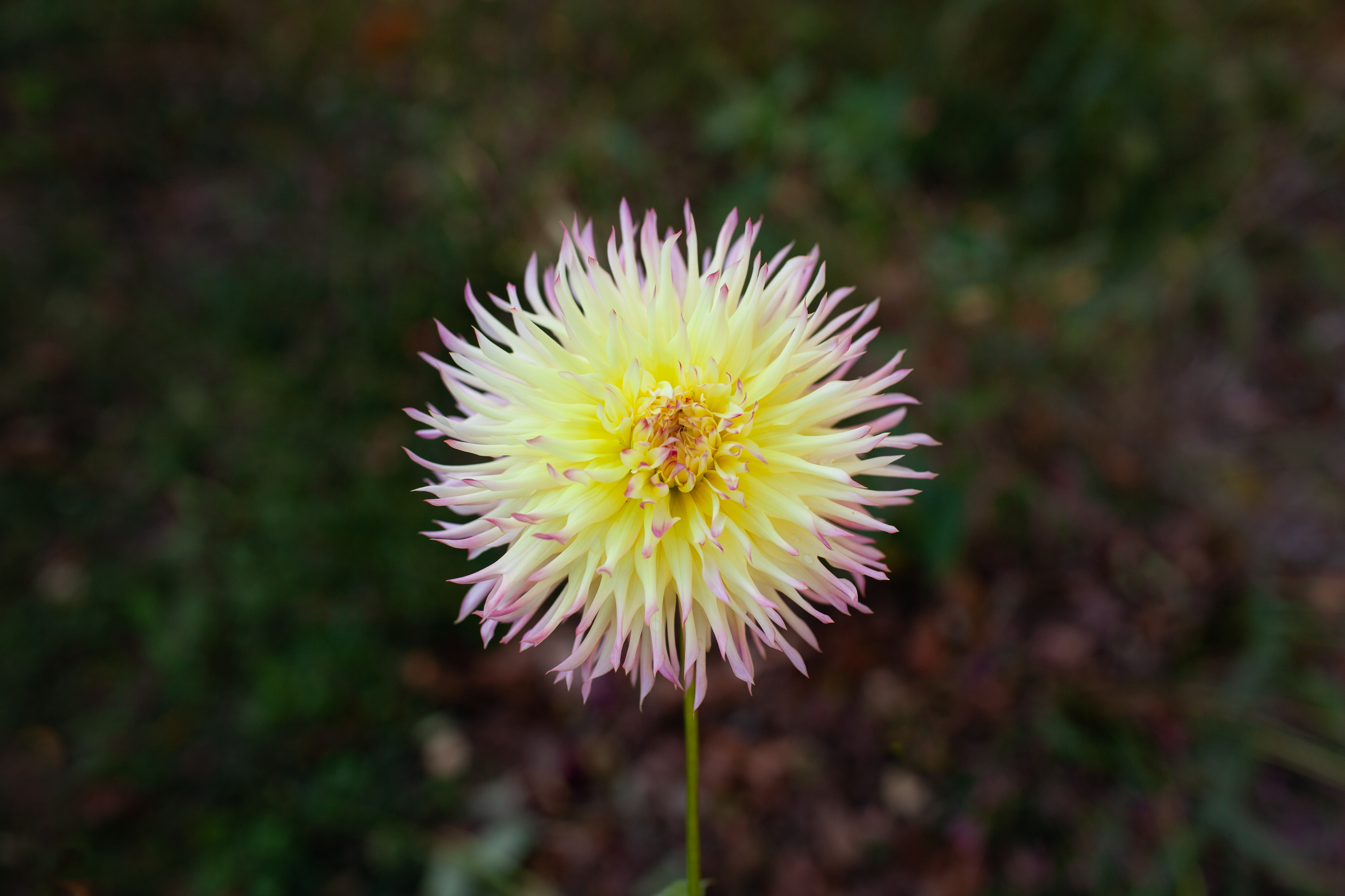 Hapet Perfekt dahlia