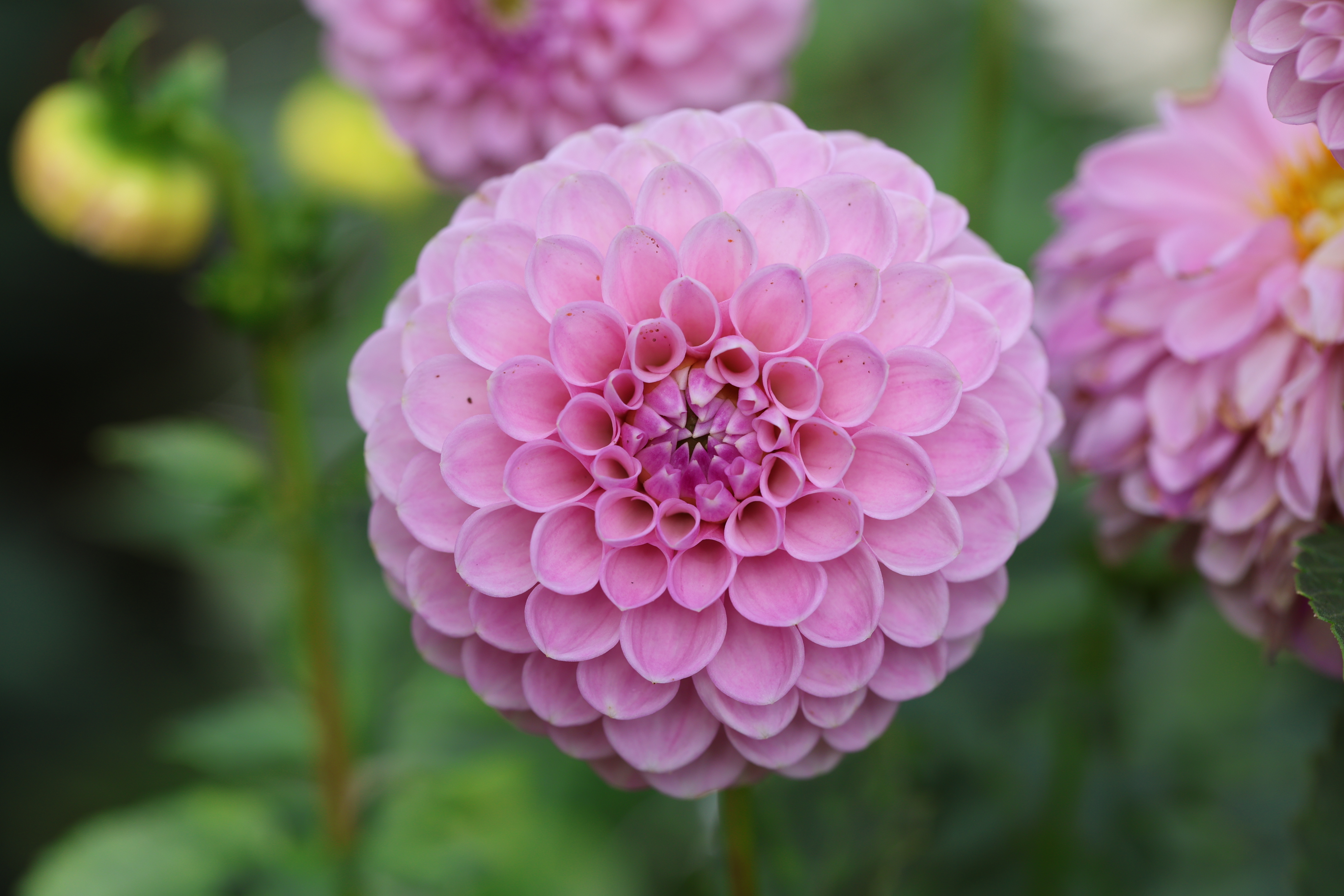 Hapet Rosaly dahlia