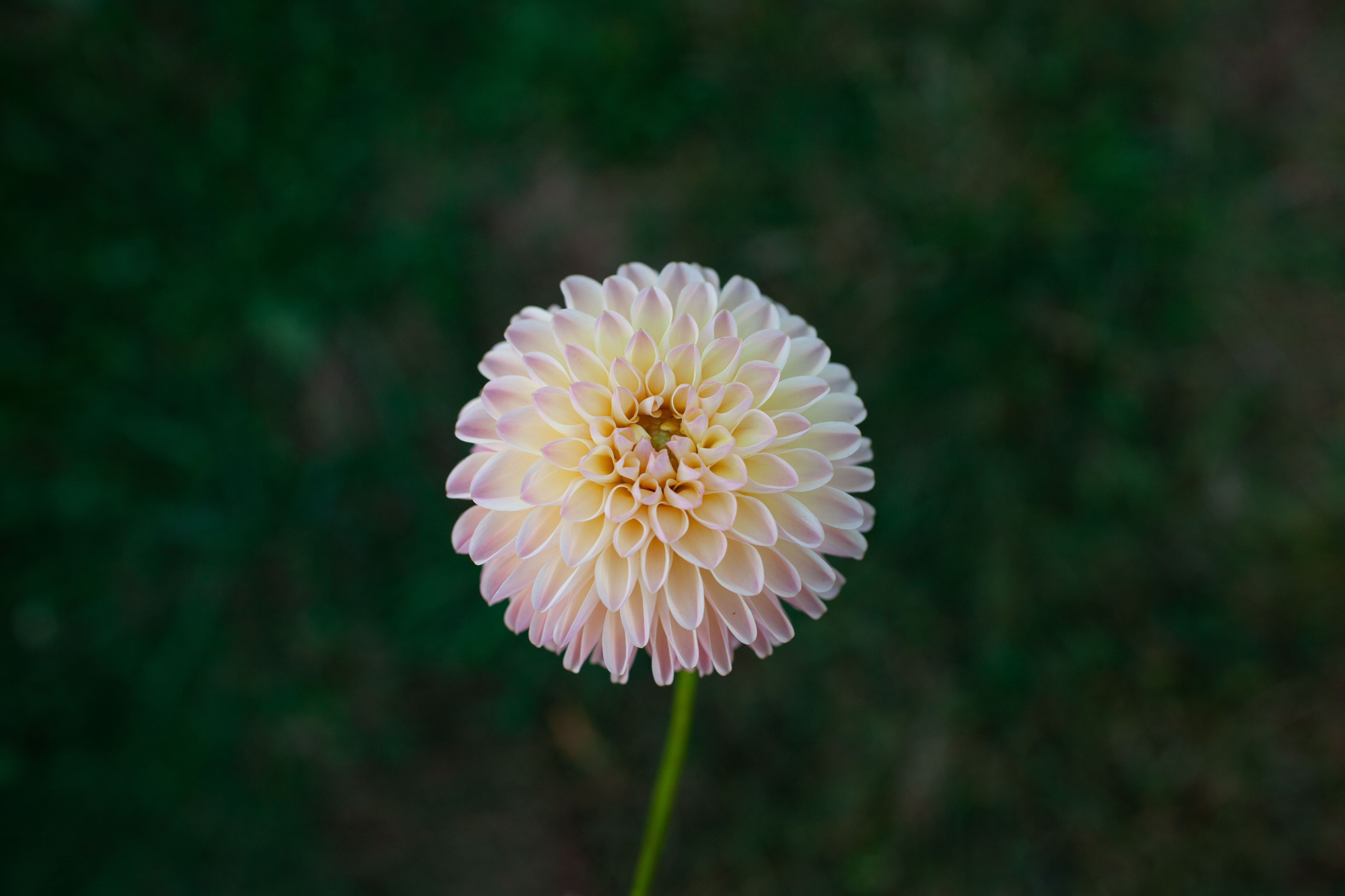 Hapet Salmon dahlia