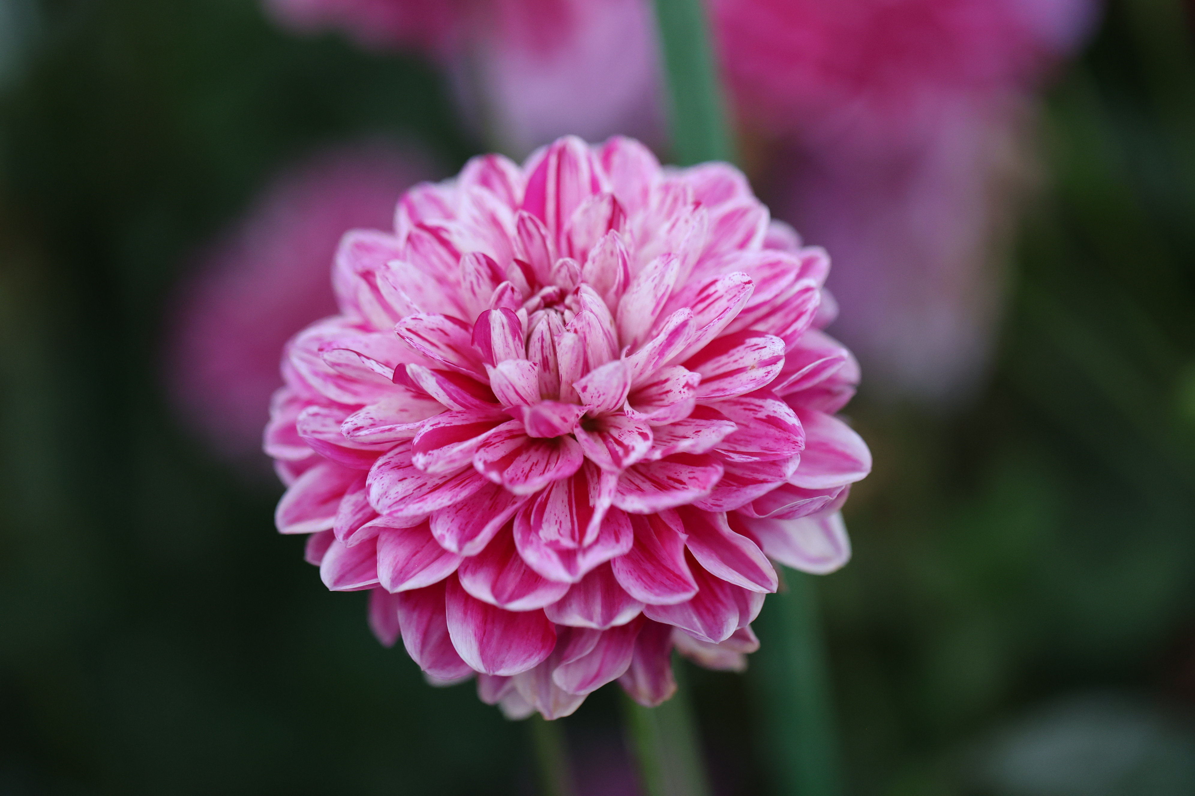 Hapet Sweet 16 dahlia