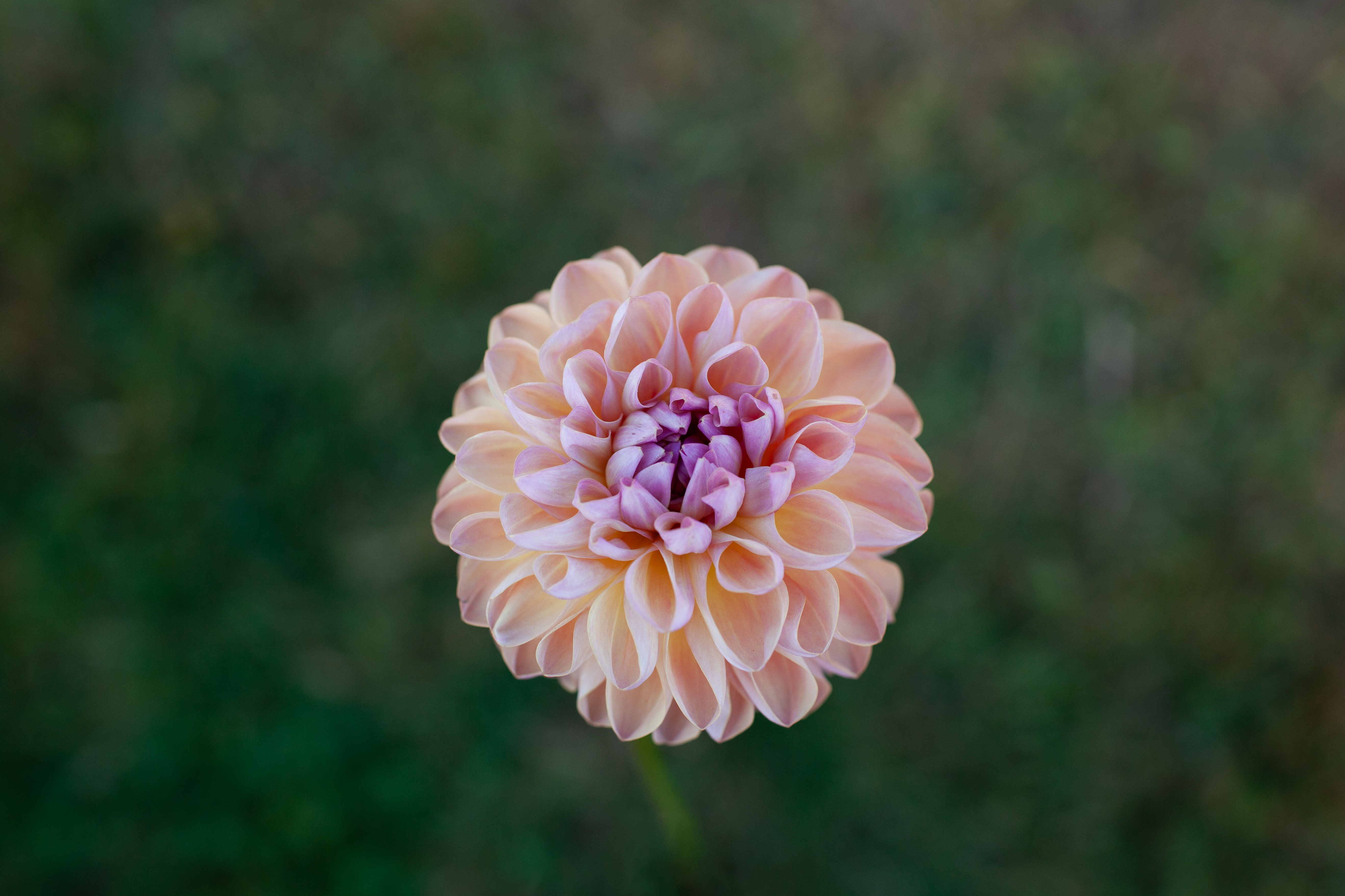 Hapet Vintage dahlia