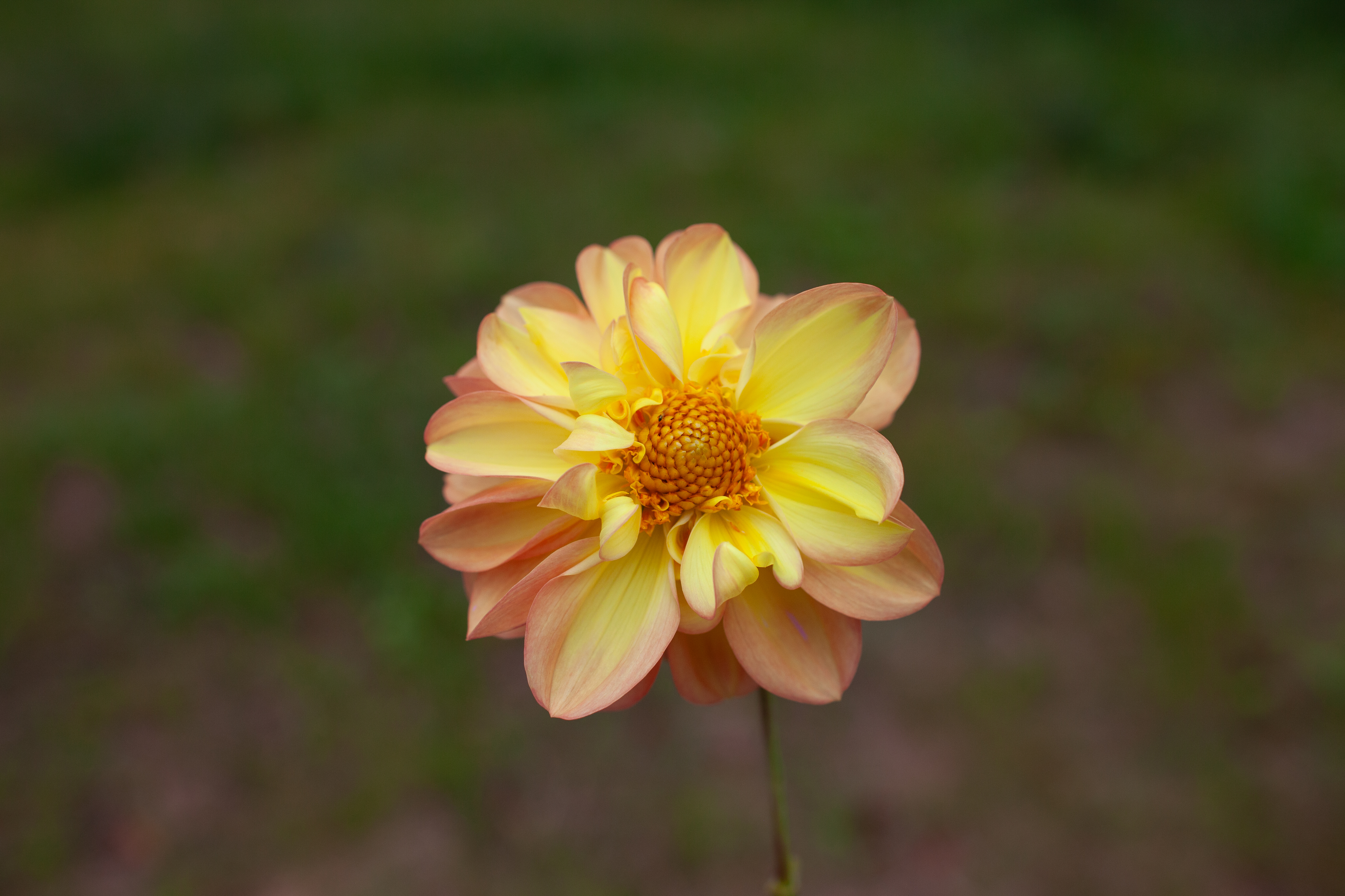 Happy Go Lucky dahlia