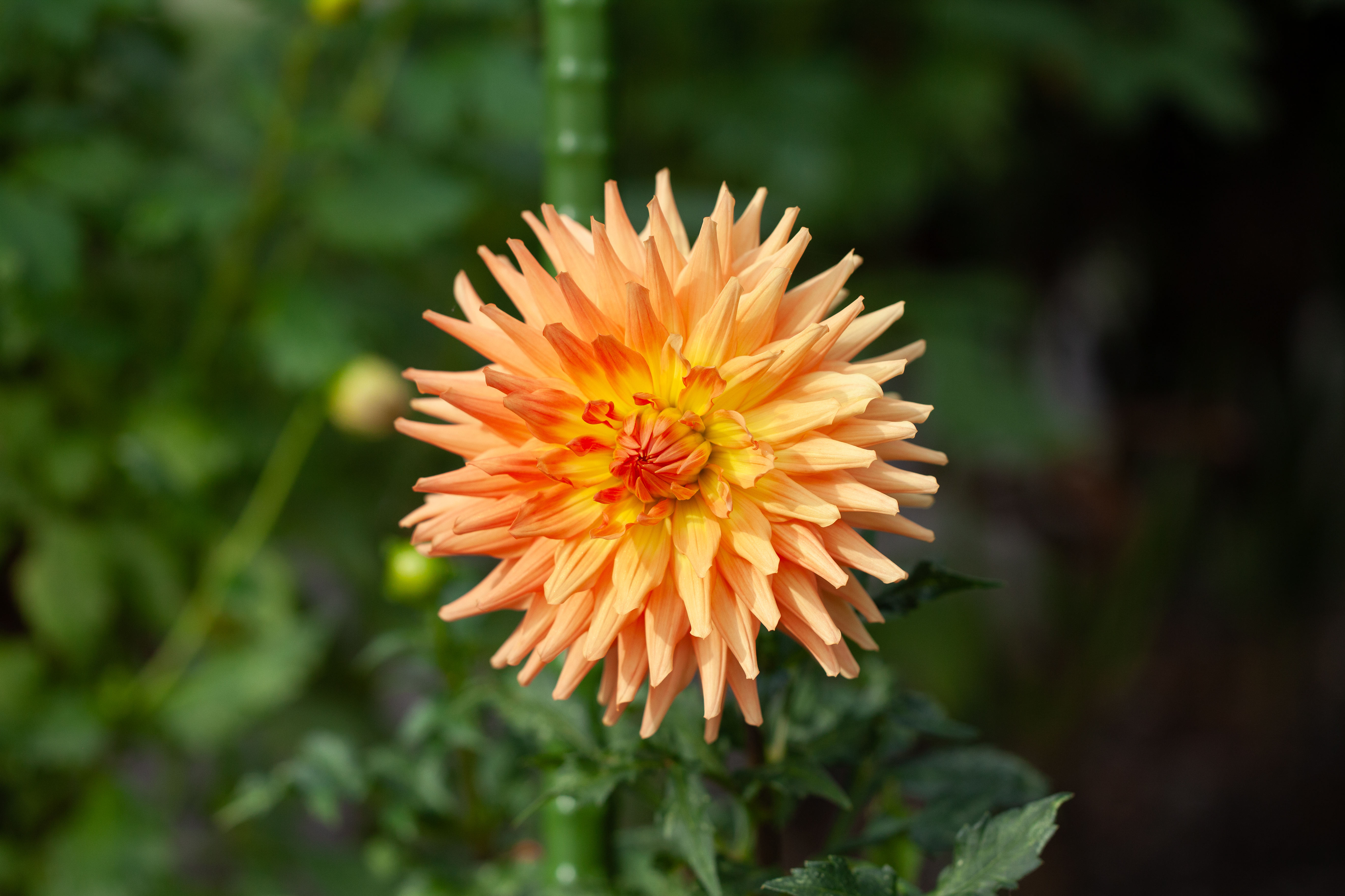 Hart's Autumn Splendor dahlia