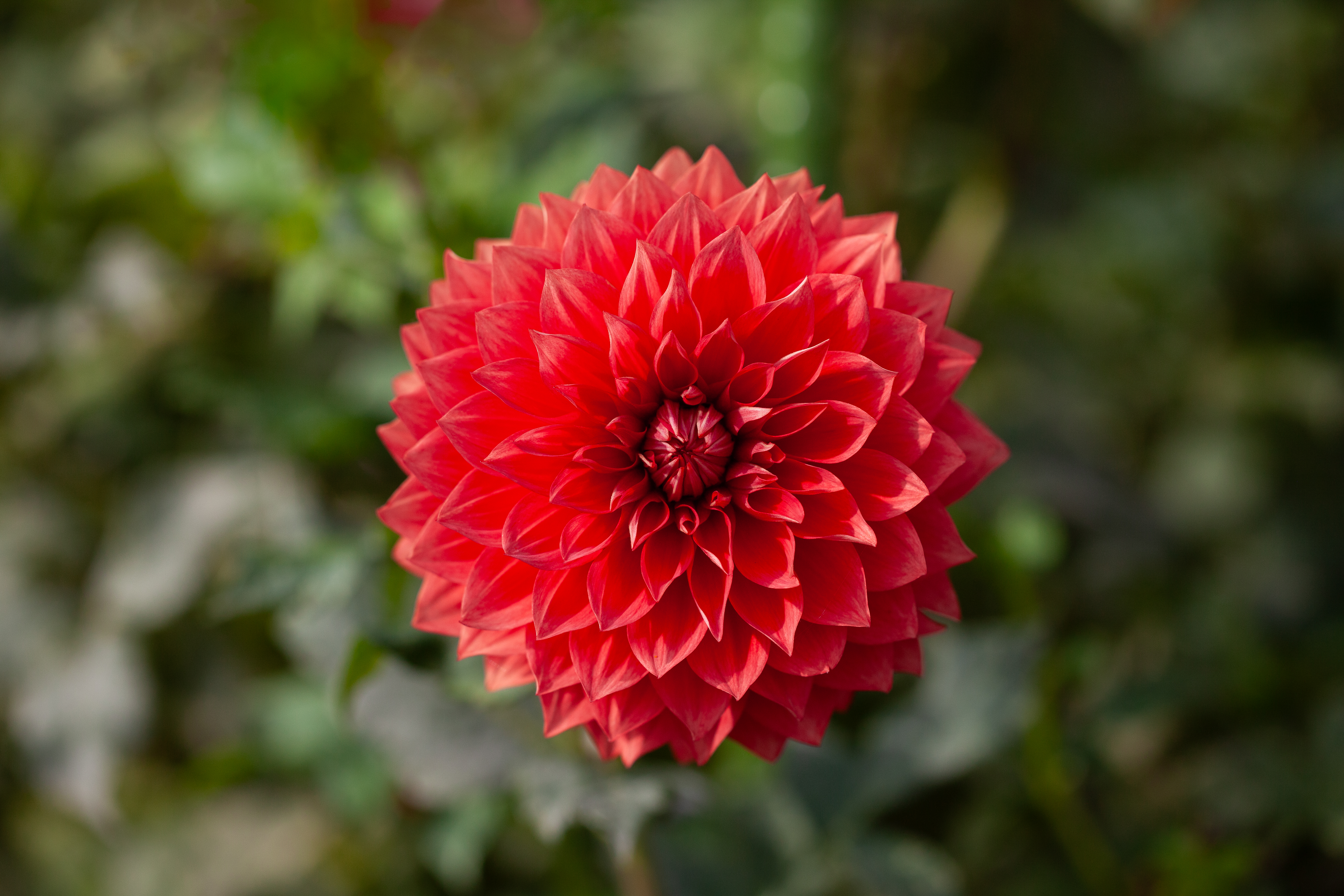 Hart's Blood Red dahlia