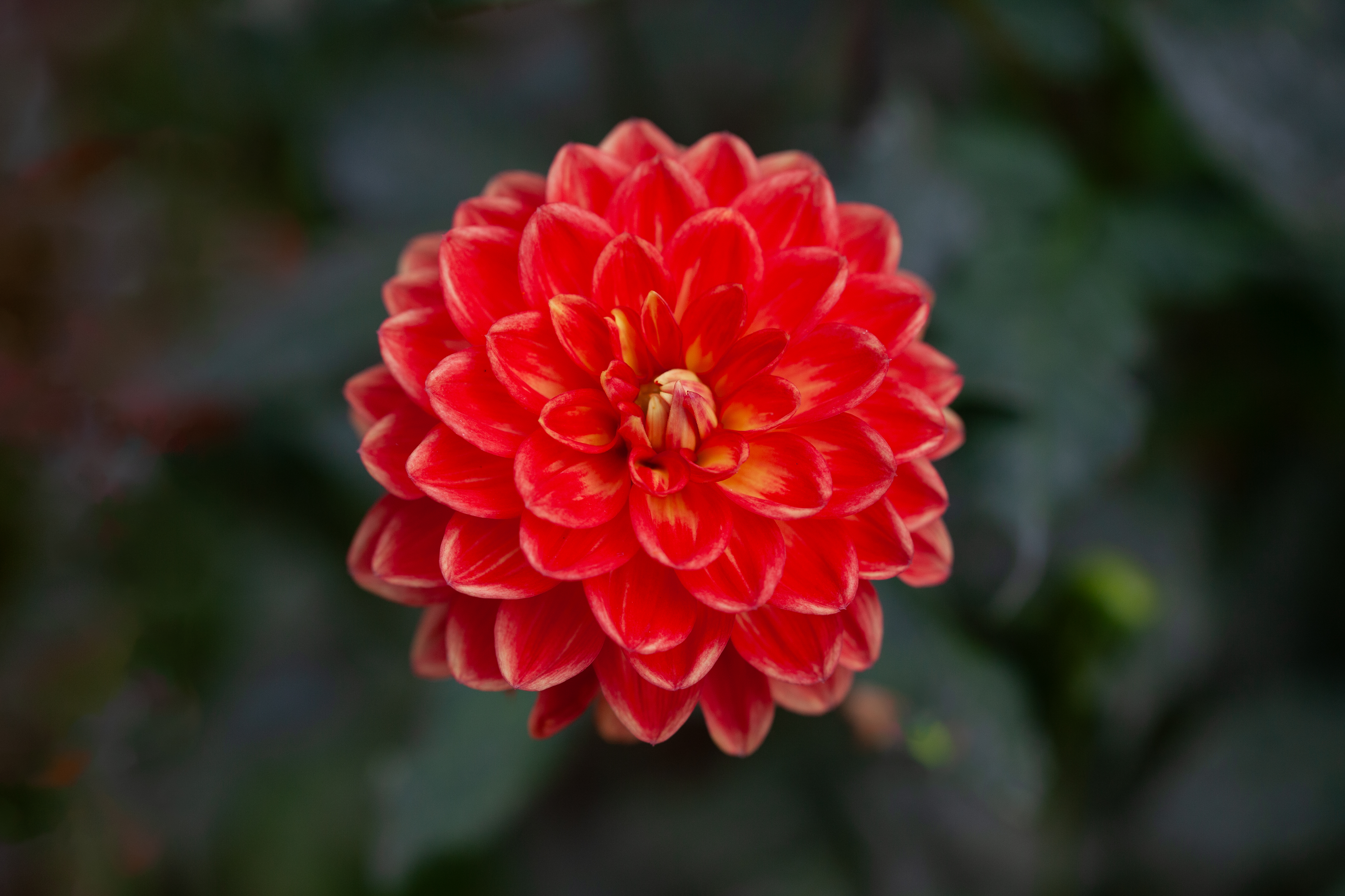 Hay Day dahlia